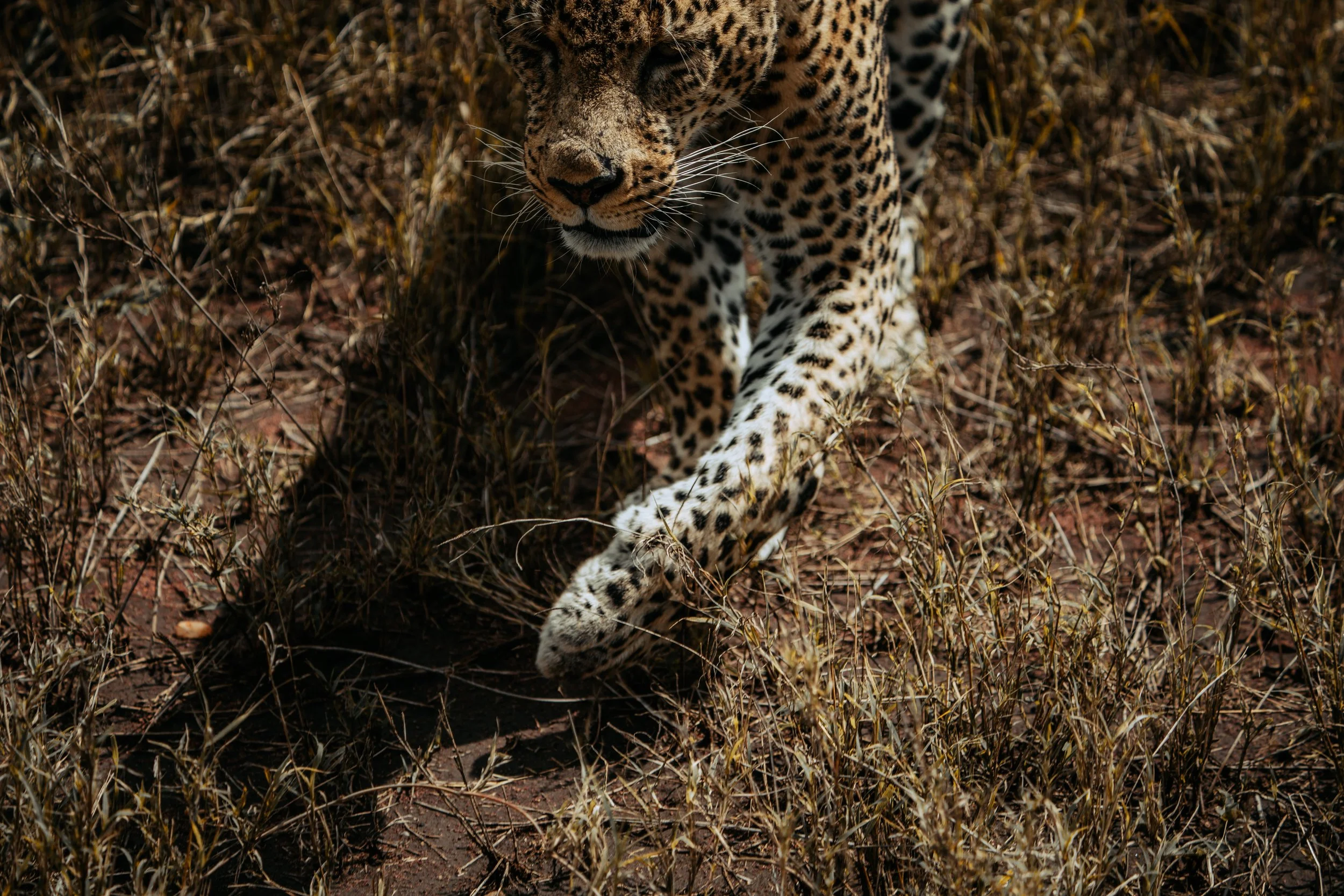 Serengeti National Park - Day 2 Safari-193.jpg