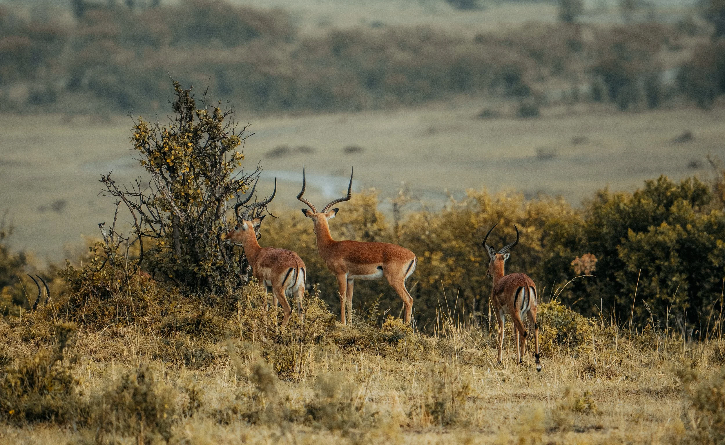 x Lake Nakuru-347.jpg