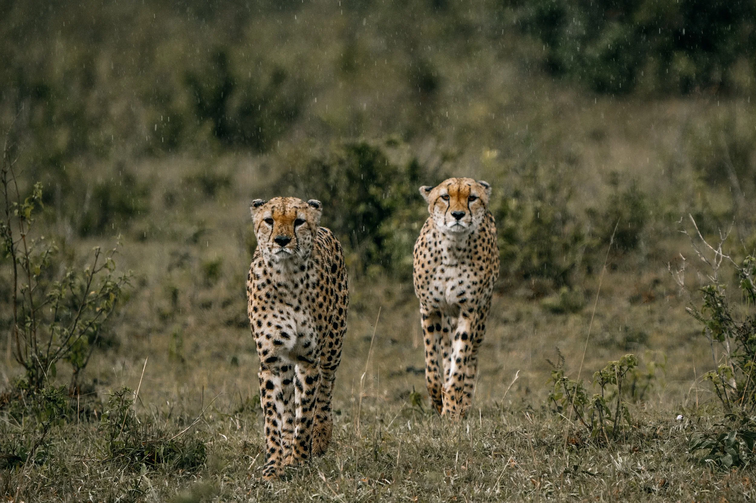 x Lake Nakuru-270.jpg
