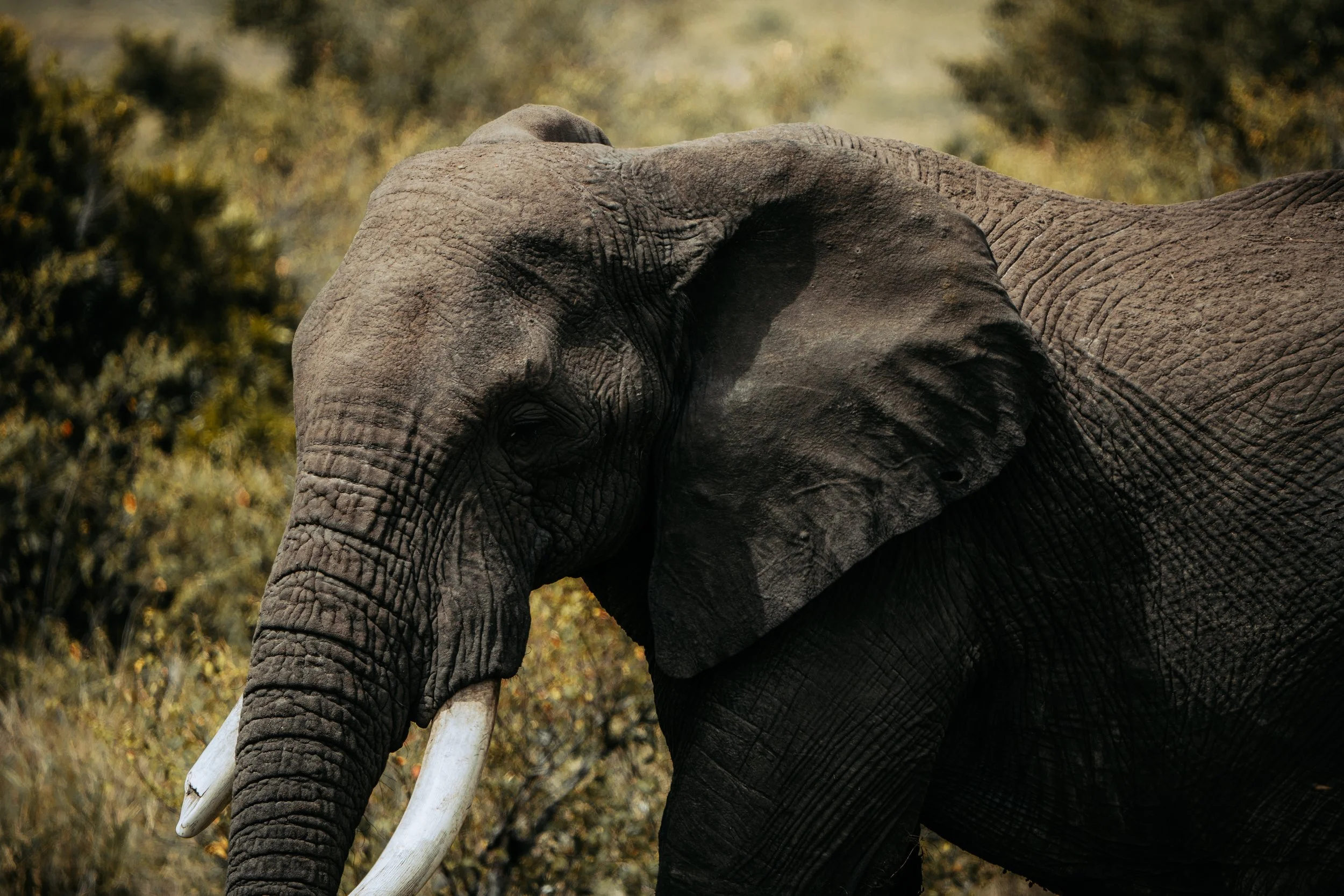 x Masai Mara - Safari-130.jpg