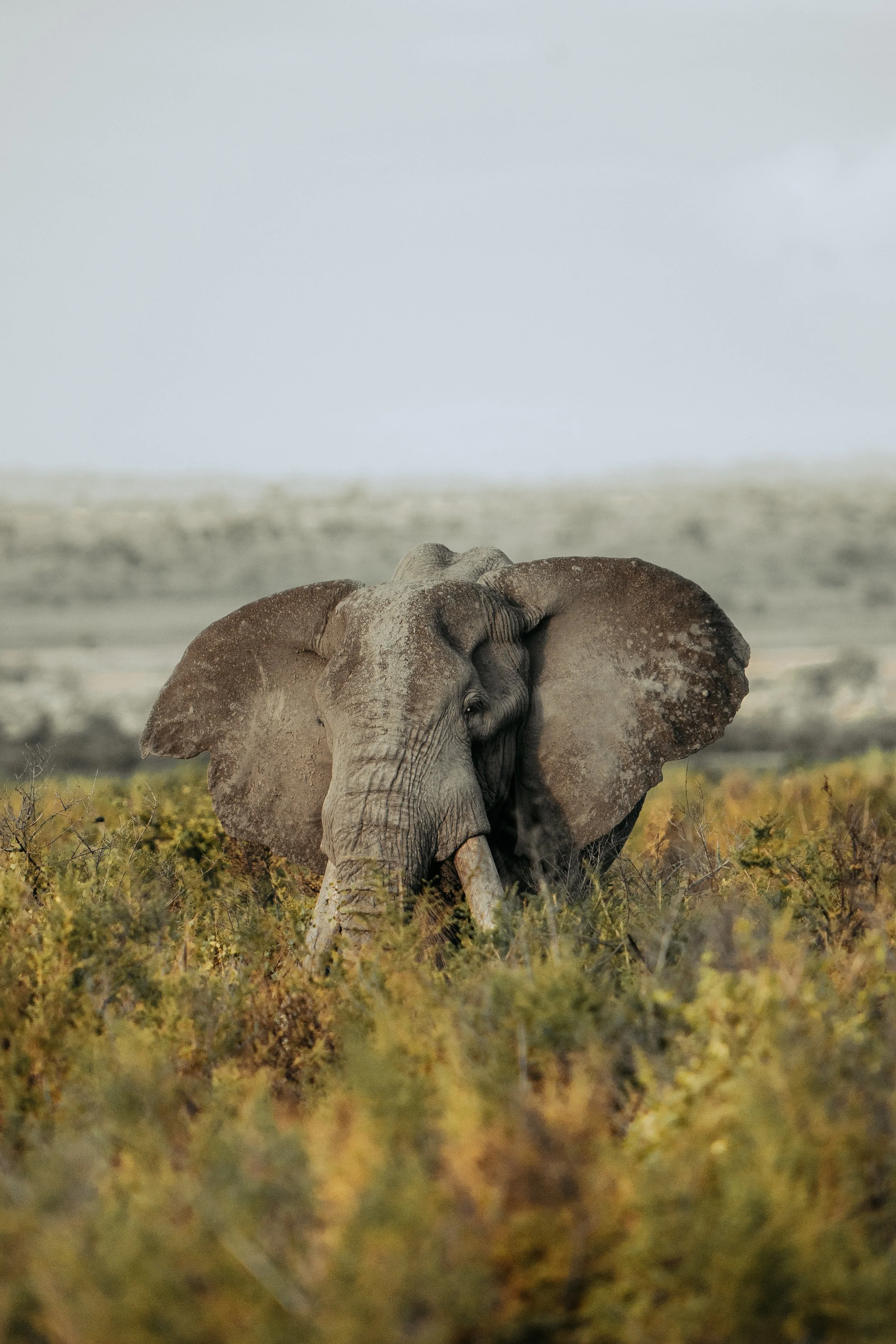 Amboseli National Park - Safari-273.jpg