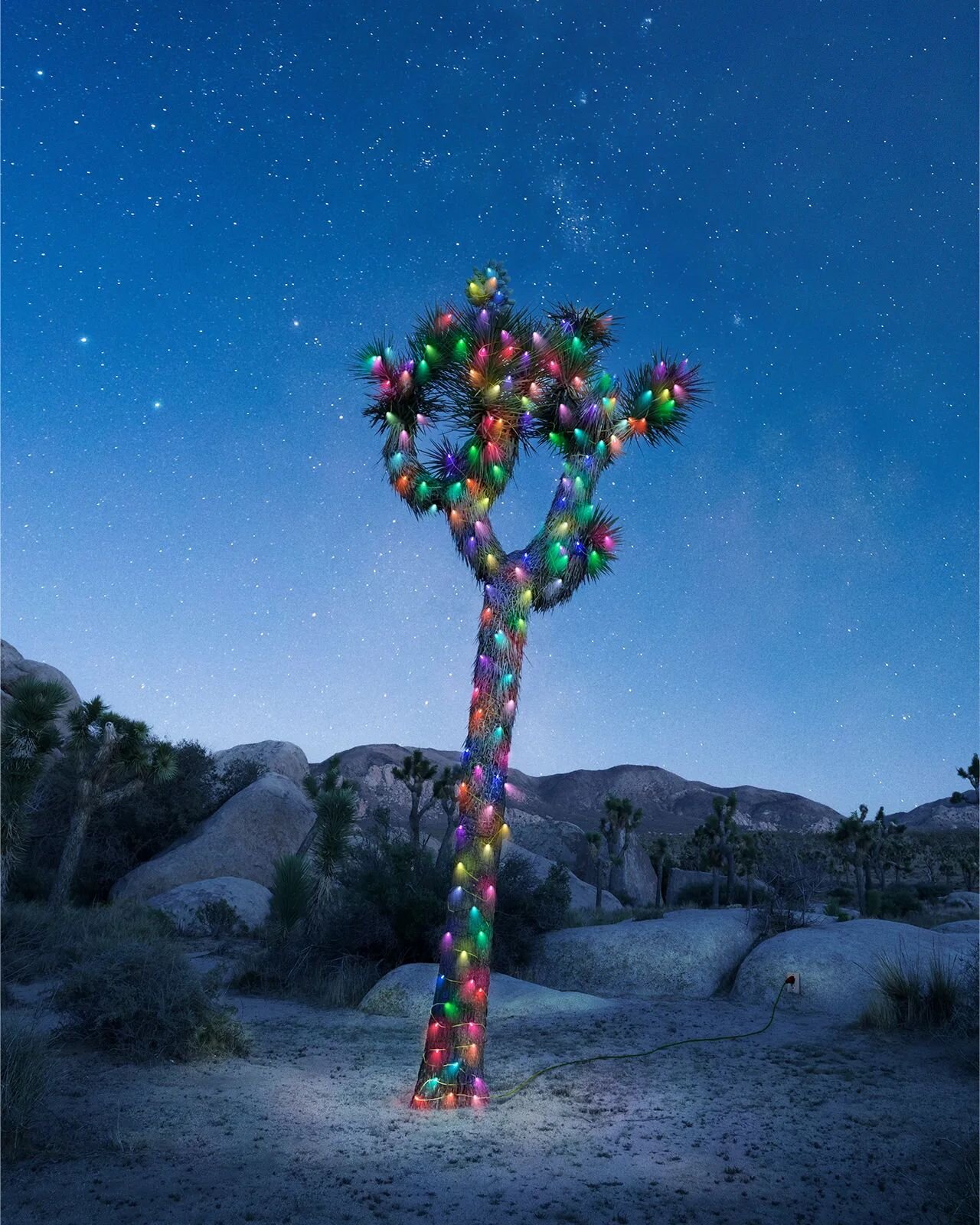 Merry Christmas and happy holidays from the desert! 🌵🎄 I hope you have a fun and safe time.

P.S. I would never put Christmas lights on a #joshuatree. This is only a composite that I created using @Photoshop. #MadeWithPhotoshop

If you zoom in clos