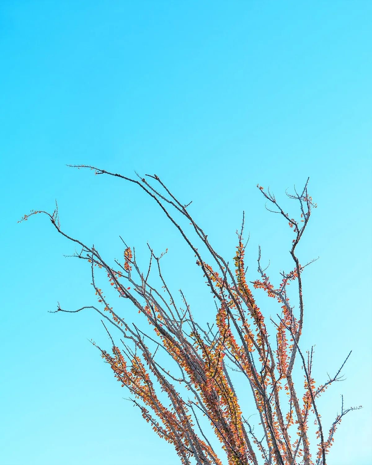 Some of my best friends (aka: desert plants) are Ocotillos.

My new print, &quot;Ocotillo in the Desert&quot;. Available through my online shop. Link in bio!

.
.
.
#ocotillo #ocotillos #palmdesert #californianativeplant #cactus🌵 #desertplants #fouq