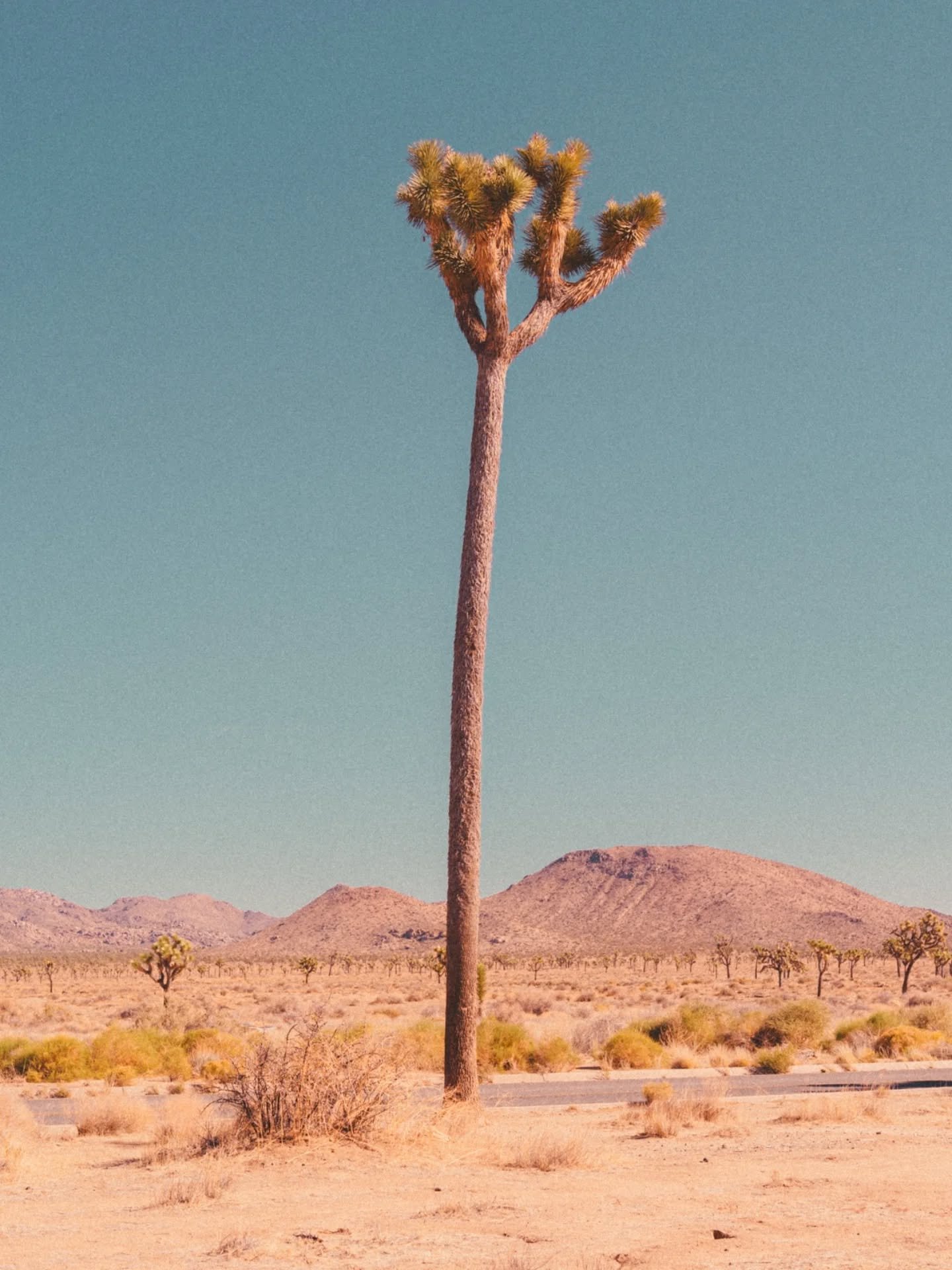 This is not Photoshop! The &quot;Barber Pole&quot; 💈 is a notable Joshua tree in Joshua Tree National Park @joshuatreenps known for its tall, branchless trunk. It stands nearly 40 feet tall, making it one of the tallest in the park. The lack of bran