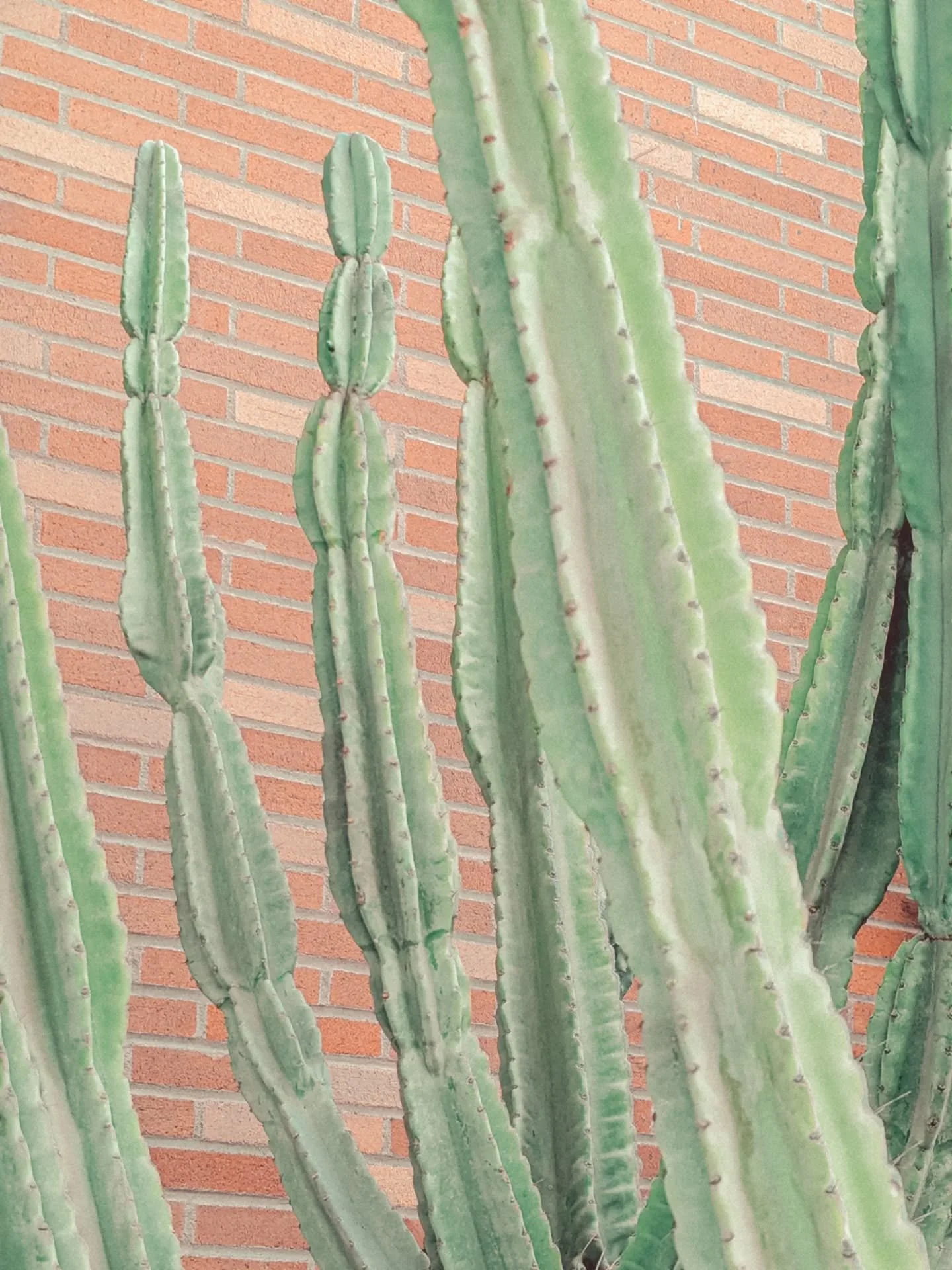 Peruvian Apple Cactus (Cereus repandus).

.

.

#peruvianapplecactus #cereusrepandus #cactus #succulent #cacti #broadmag #gominimalmag #somewheremagazine #idealminimal #pastetoned #rentalmag #thisaintartschool #apricotmagazine #fisheyelemag #phasesma