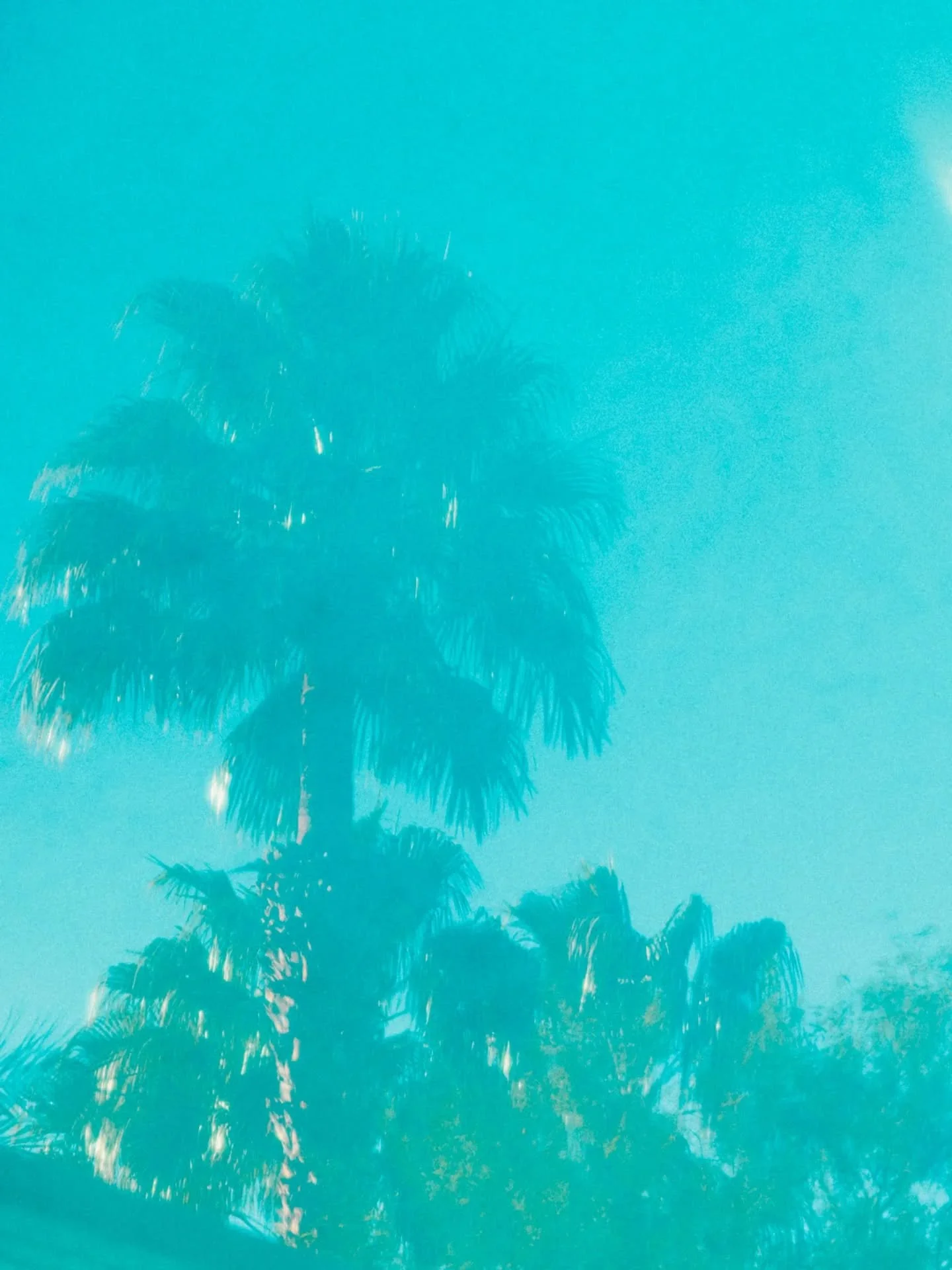 Palm tree reflections. Photo taken at the pool at The Riviera Resort &amp; Spa in Palm Springs, California @rivieraps.

.

.

#rivierapalmsprings #rivieraps #palmtree #palmtrees #findyouroasis #palmsprings #palmspringsca #waterreflection #poolreflect