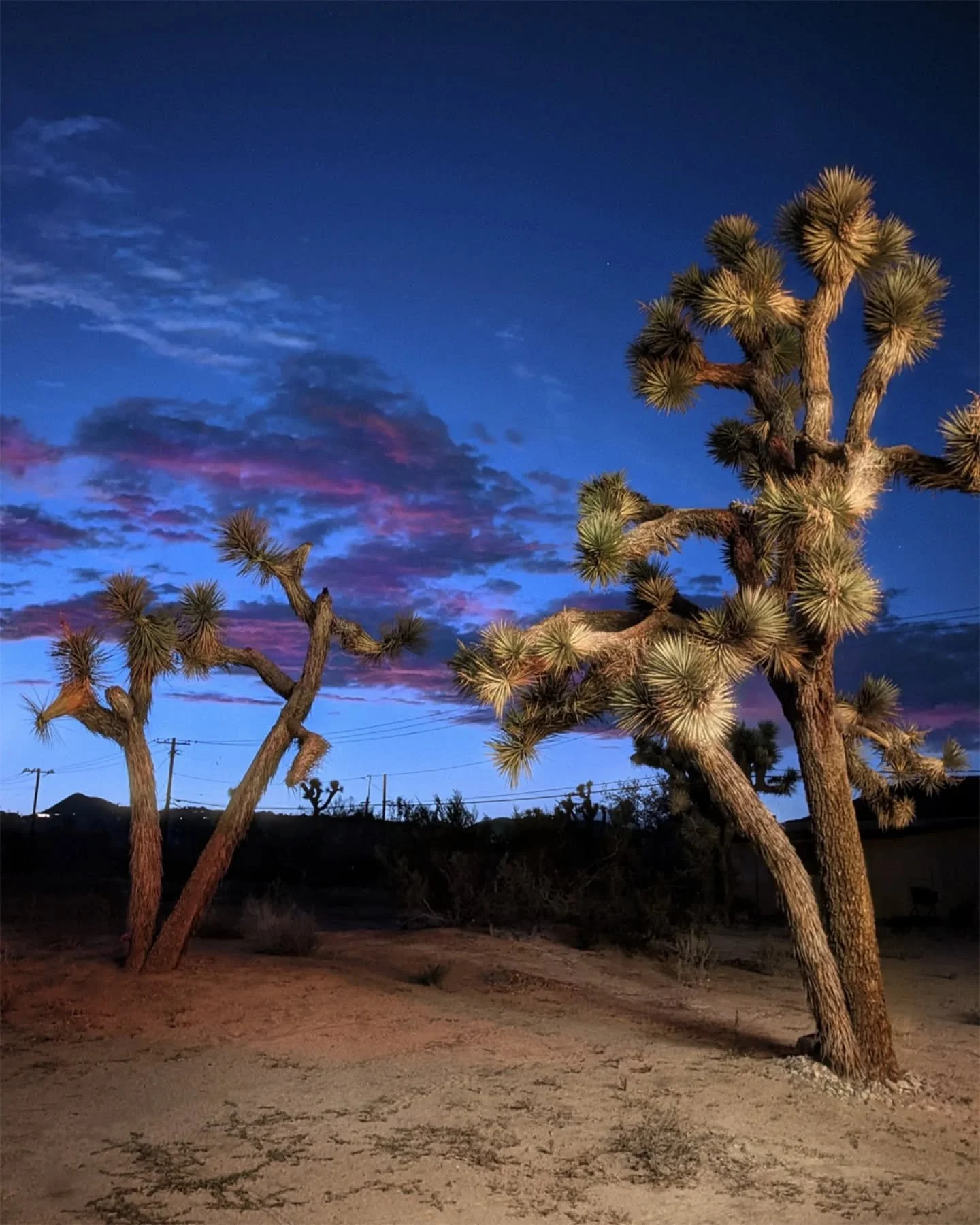 Joshua trees being lit up by a local business at sunset. 

#joshuatree #joshuatrees #mojavedesertcalifornia #broadmag