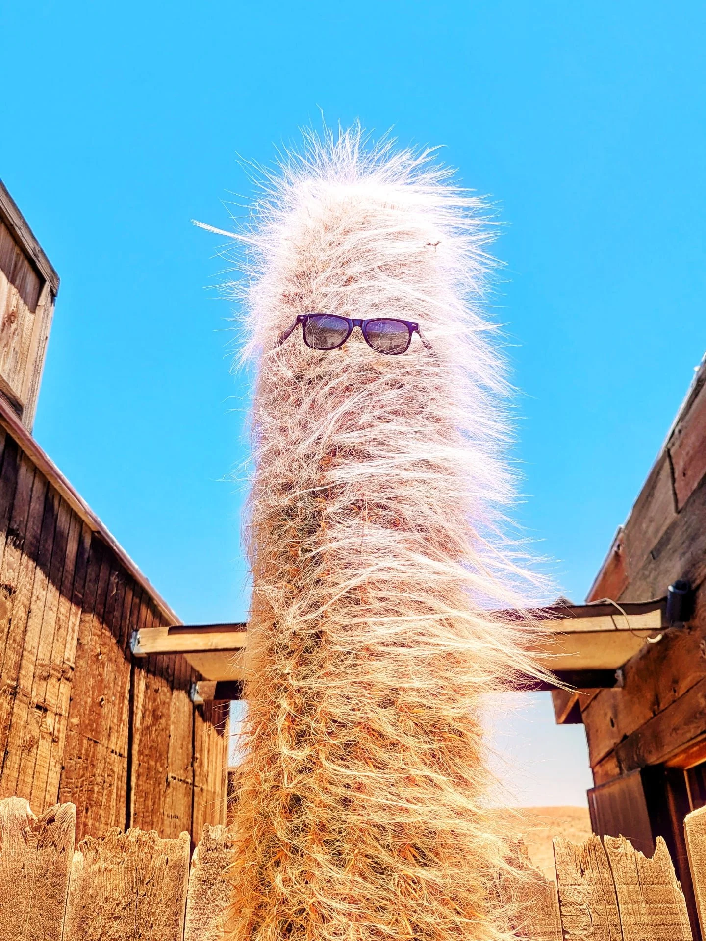 Stay cool and sharp 😎🌵

@hairytcactus

#pioneertown #pioneertowncalifornia #pioneertowngazette #cactuslove #snapseed