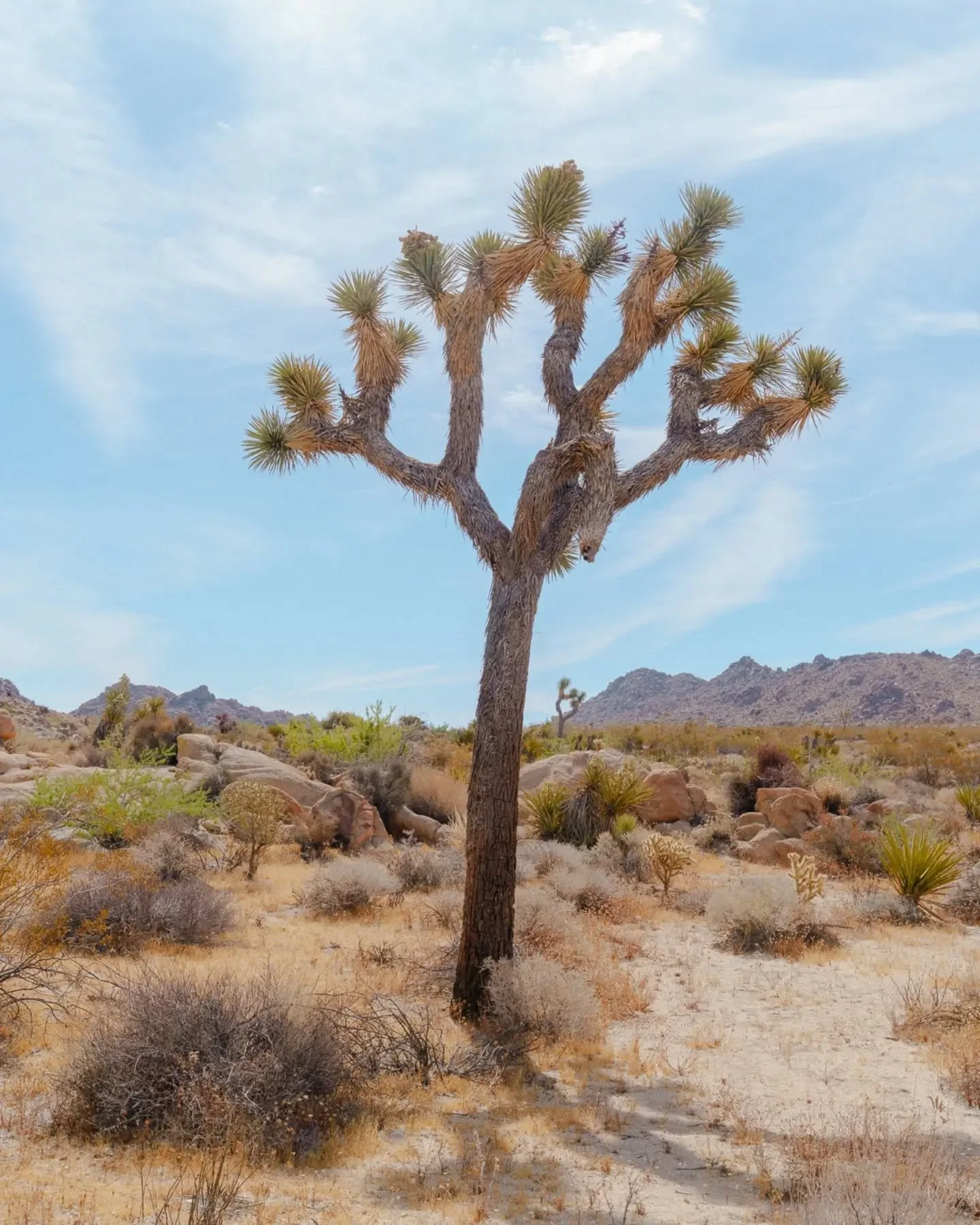 This Joshua tree caught my eye because of its single downturned branch in the front. I wonder what happened.

Did you know they are not actually trees? Technically a succulent, Yucca brevifolia is a member of the agave family.

We don't have too many