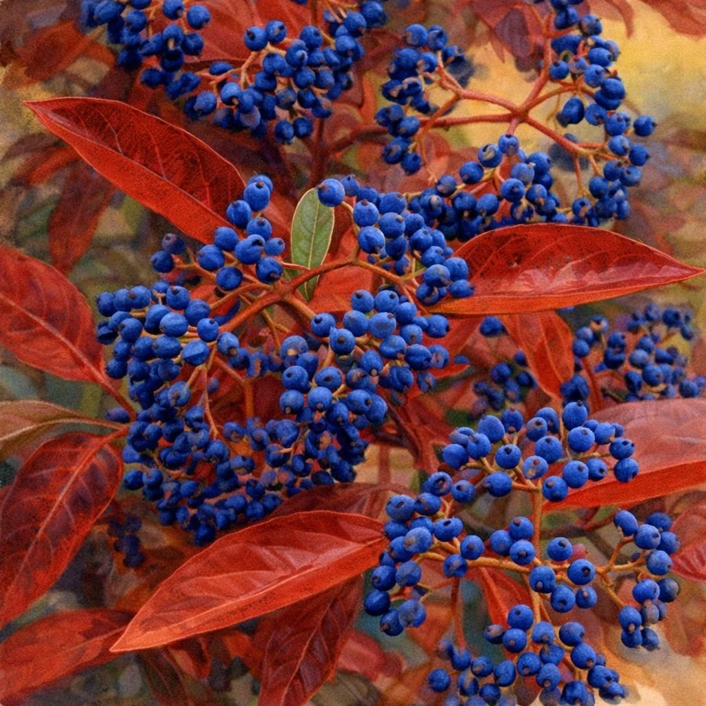 Smooth Witherod Viburnum 'Brandywine' |  Viburnum nudum 3 gallon 18-24'' +