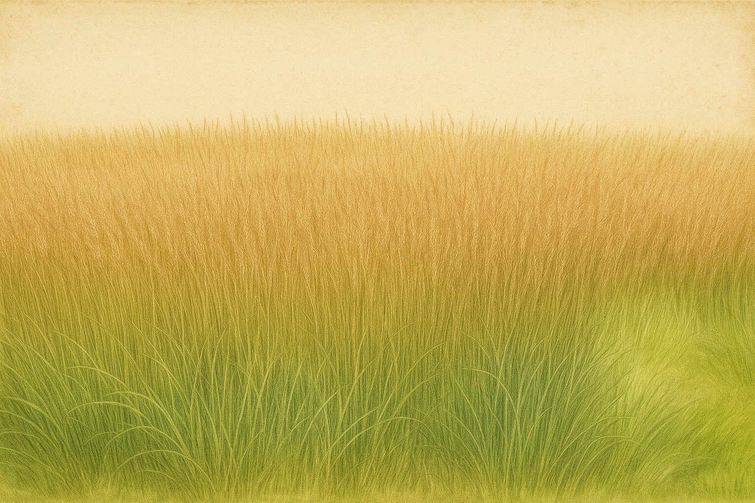 Little Bluestem | Schizachyrium scoparium 1 gallon