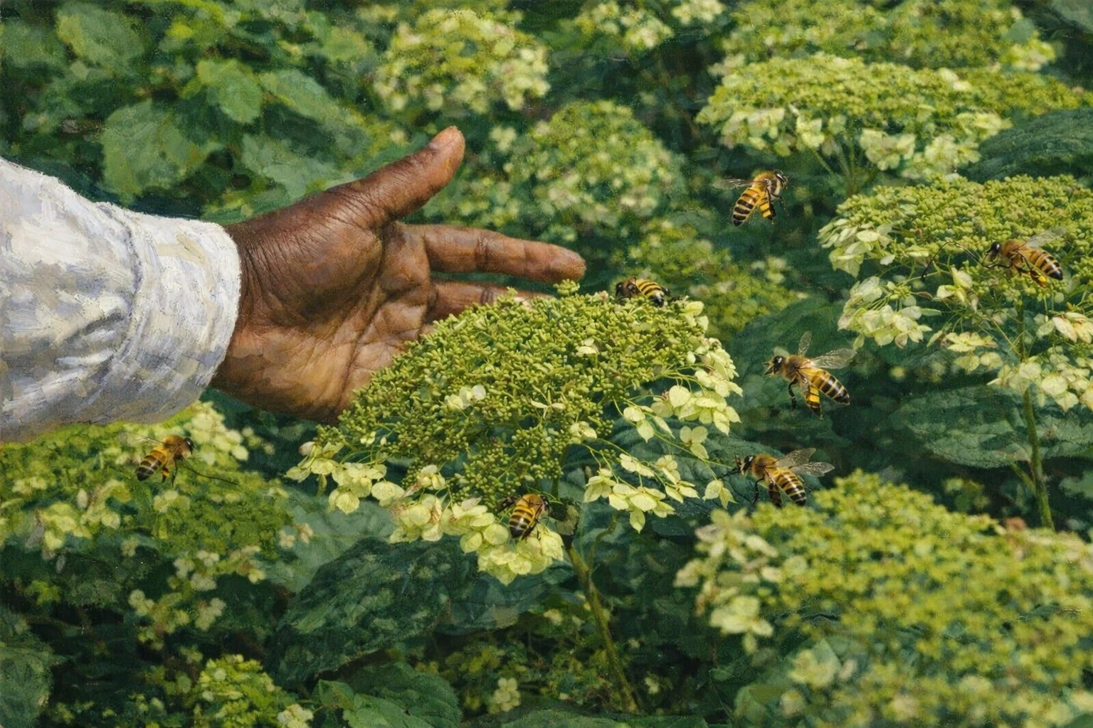 Smooth Hydrangea ‘Haas Halo' | Hydrangea arborescens 3 gallon 18-24'' tall