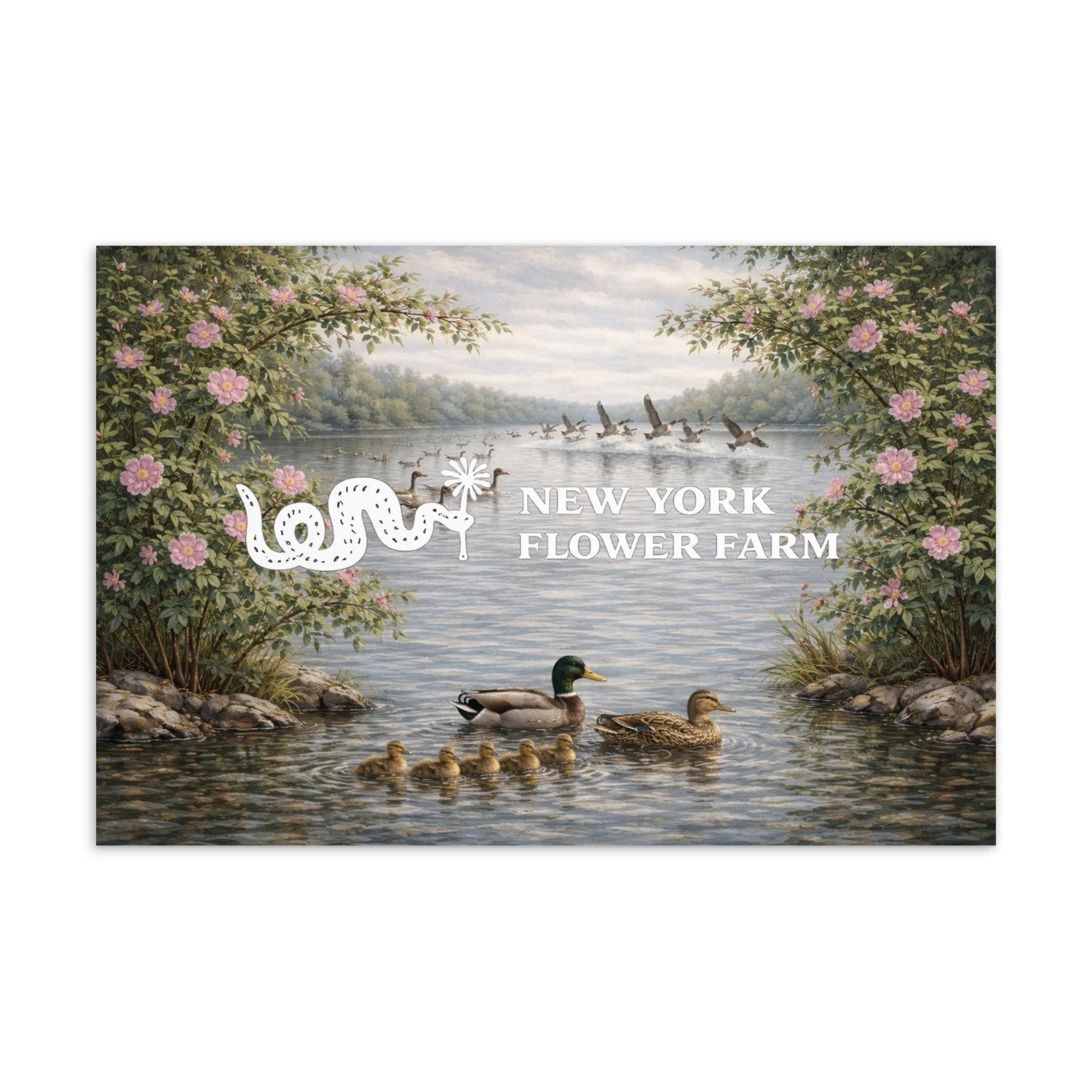 New York Flower Farm Postcard with Swamp Rose | Native Wildflower