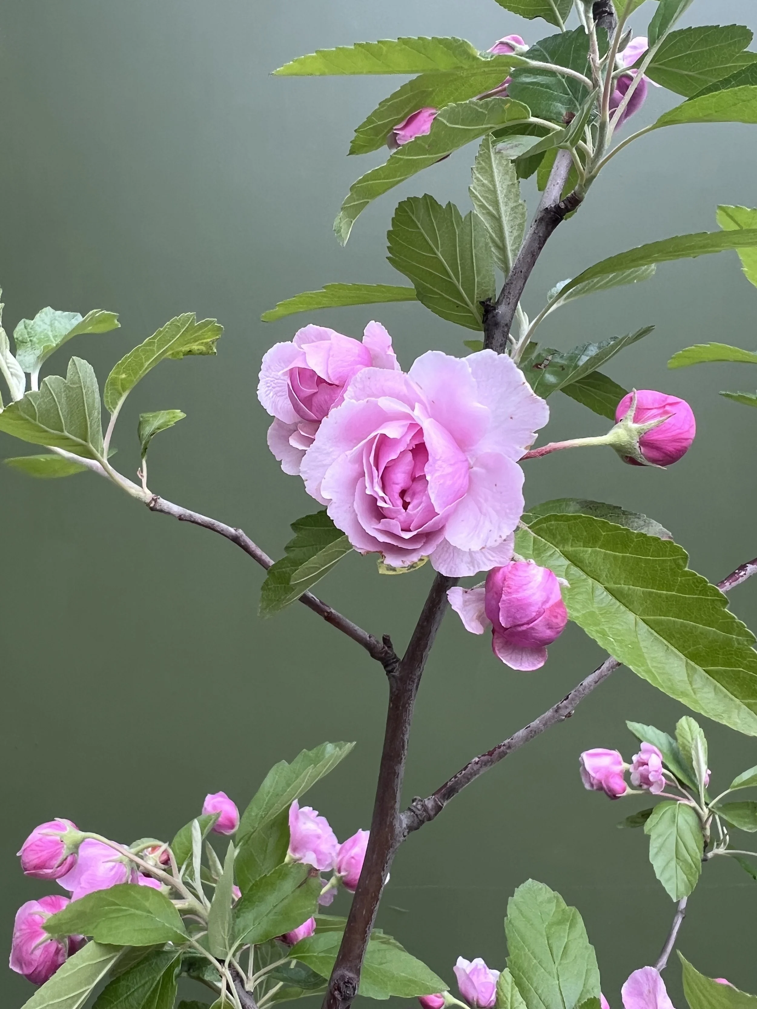 Prairie Rose Crabapple — A Forgotten Native Tree Worth Growing 