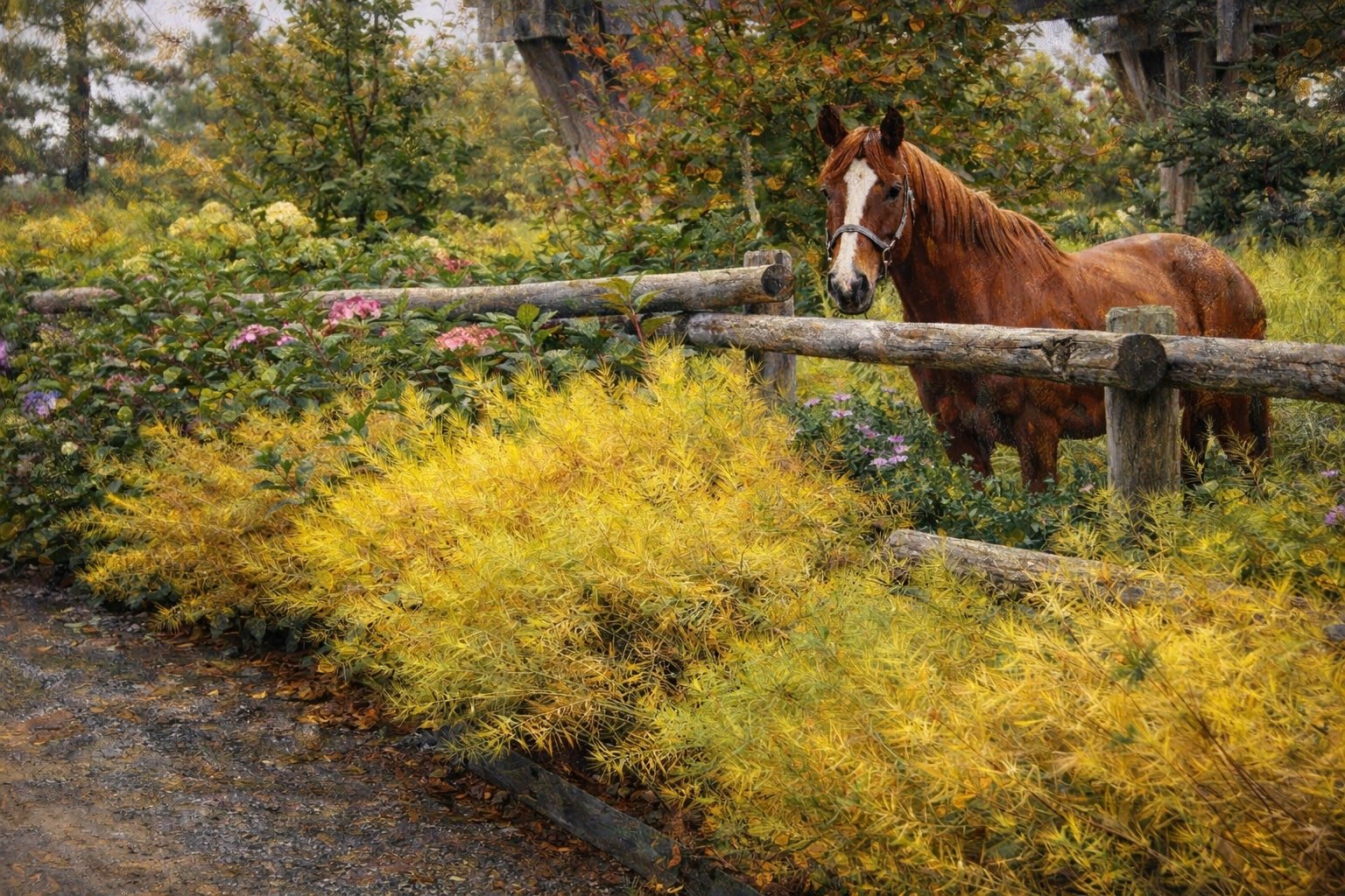 Threadleaf Amsonia | Amsonia hubrichtii 1 gallon