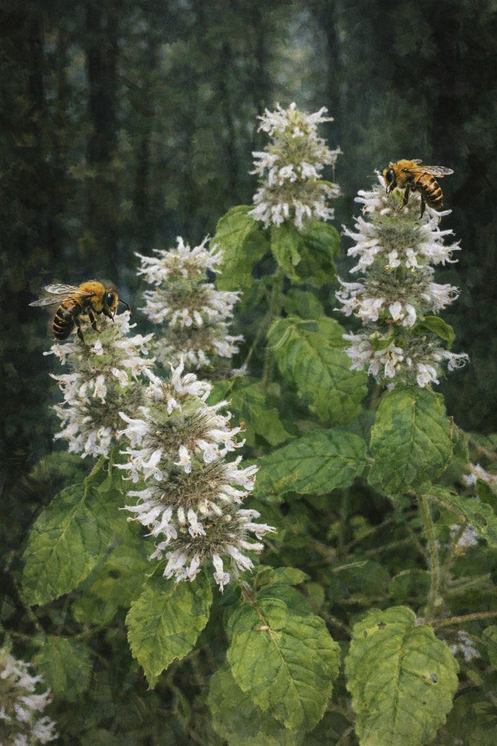 Hairy Wood Mint | Blephilia hirsuta 1 gallon
