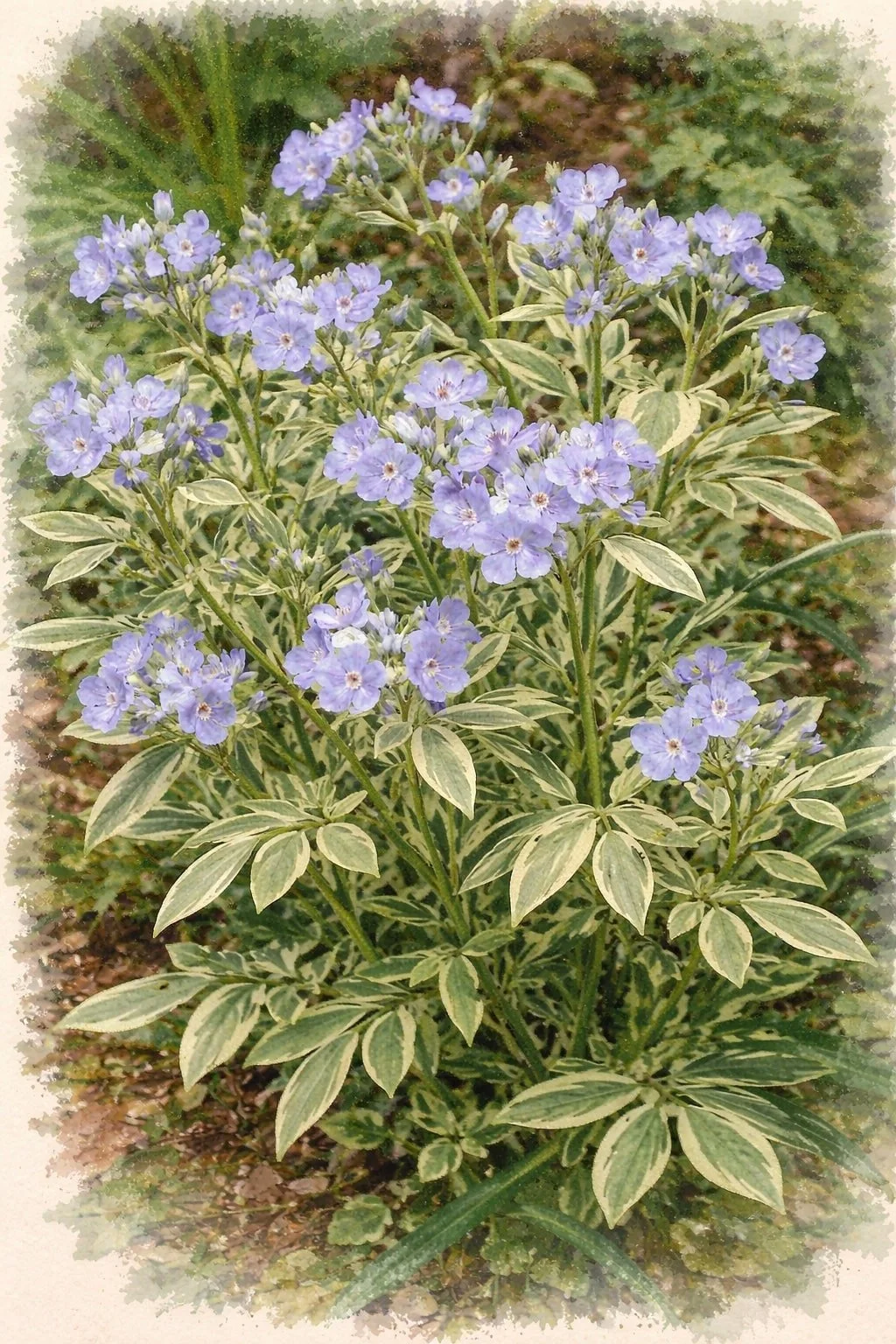 Jacob’s Ladder  ‘Stairway to Heaven’ | Polemonium reptans 1 gallon