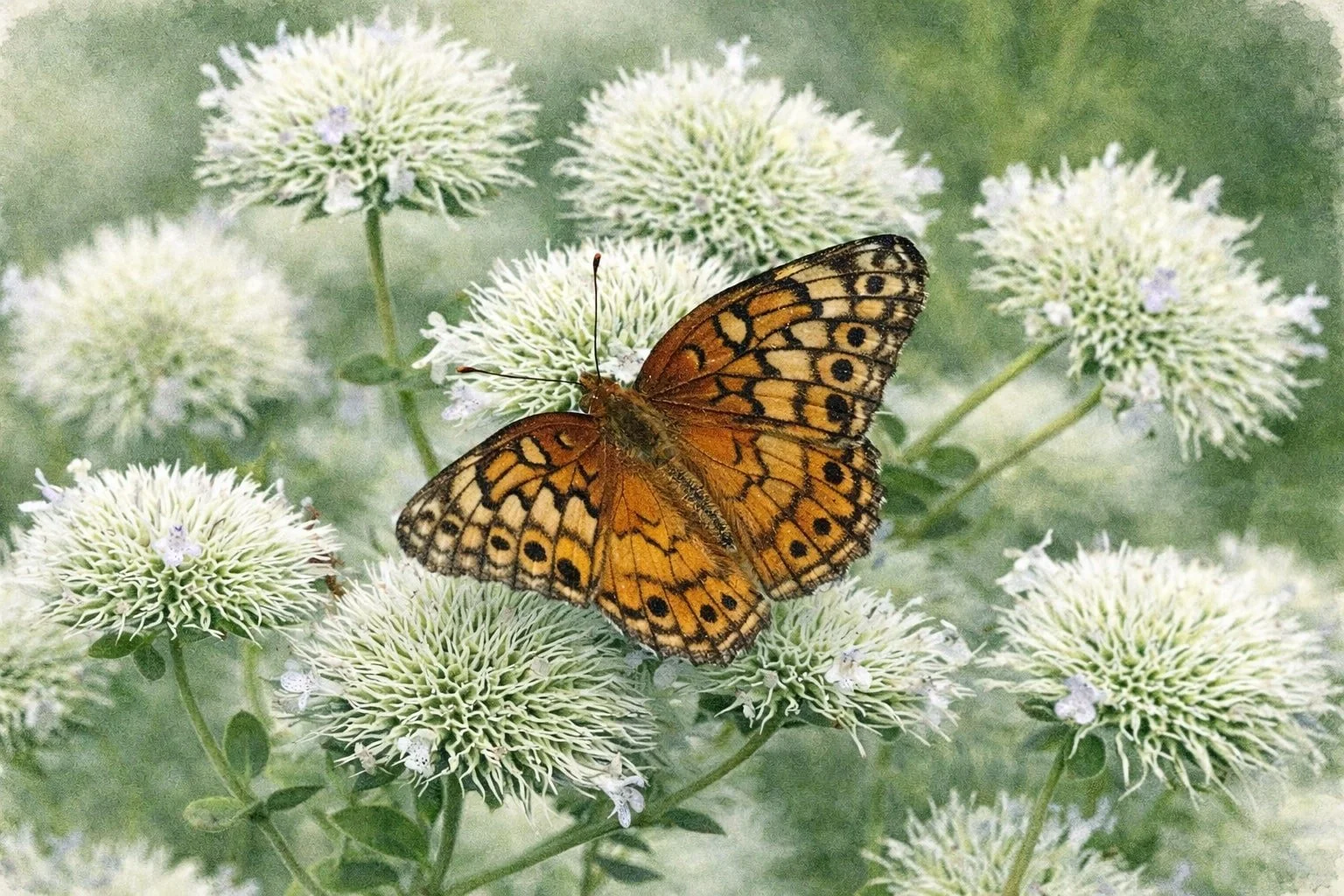 Appalachian Mountain | Pycnanthemum flexuosum 1 gallon