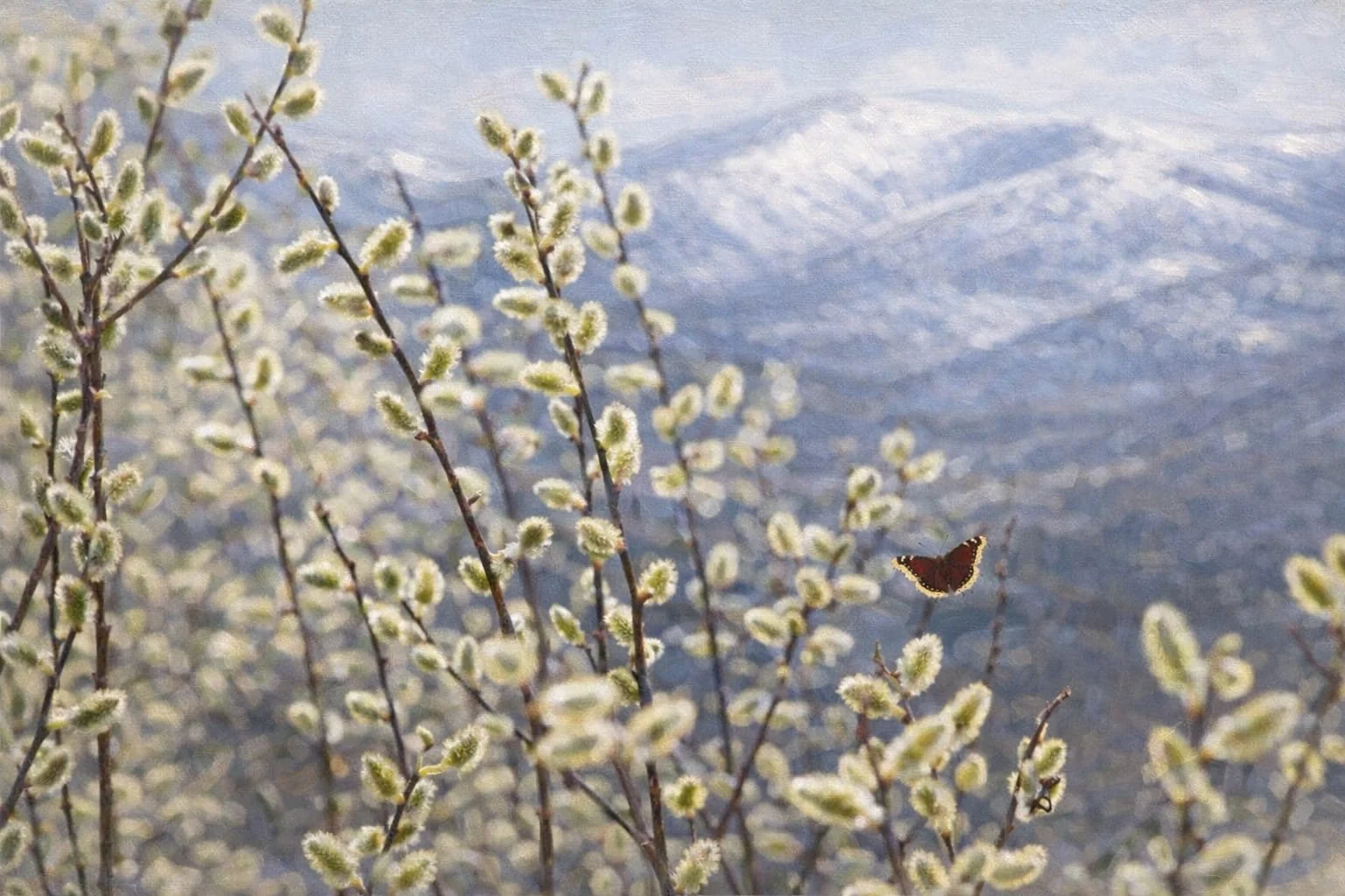 Pussy Willow | Salix discolor 3 gallon 36'' + tall