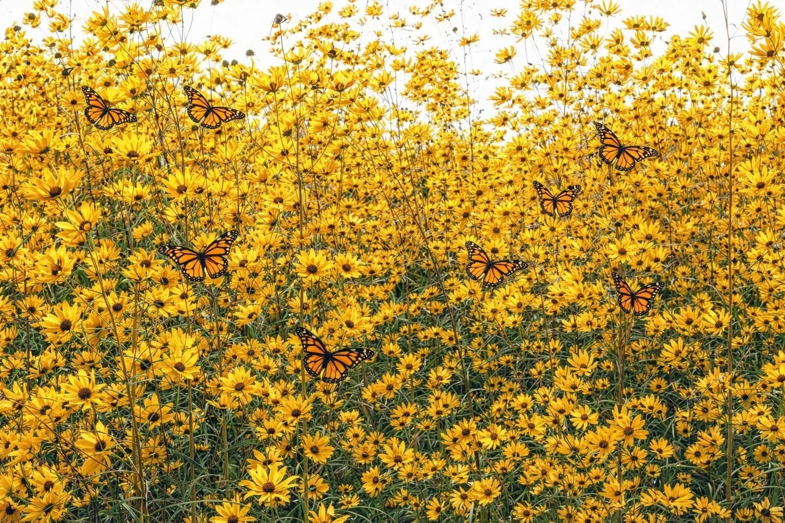 Willowleaf Sunflower 'Autumn Gold' | Helianthus salicifolius 1 gallon