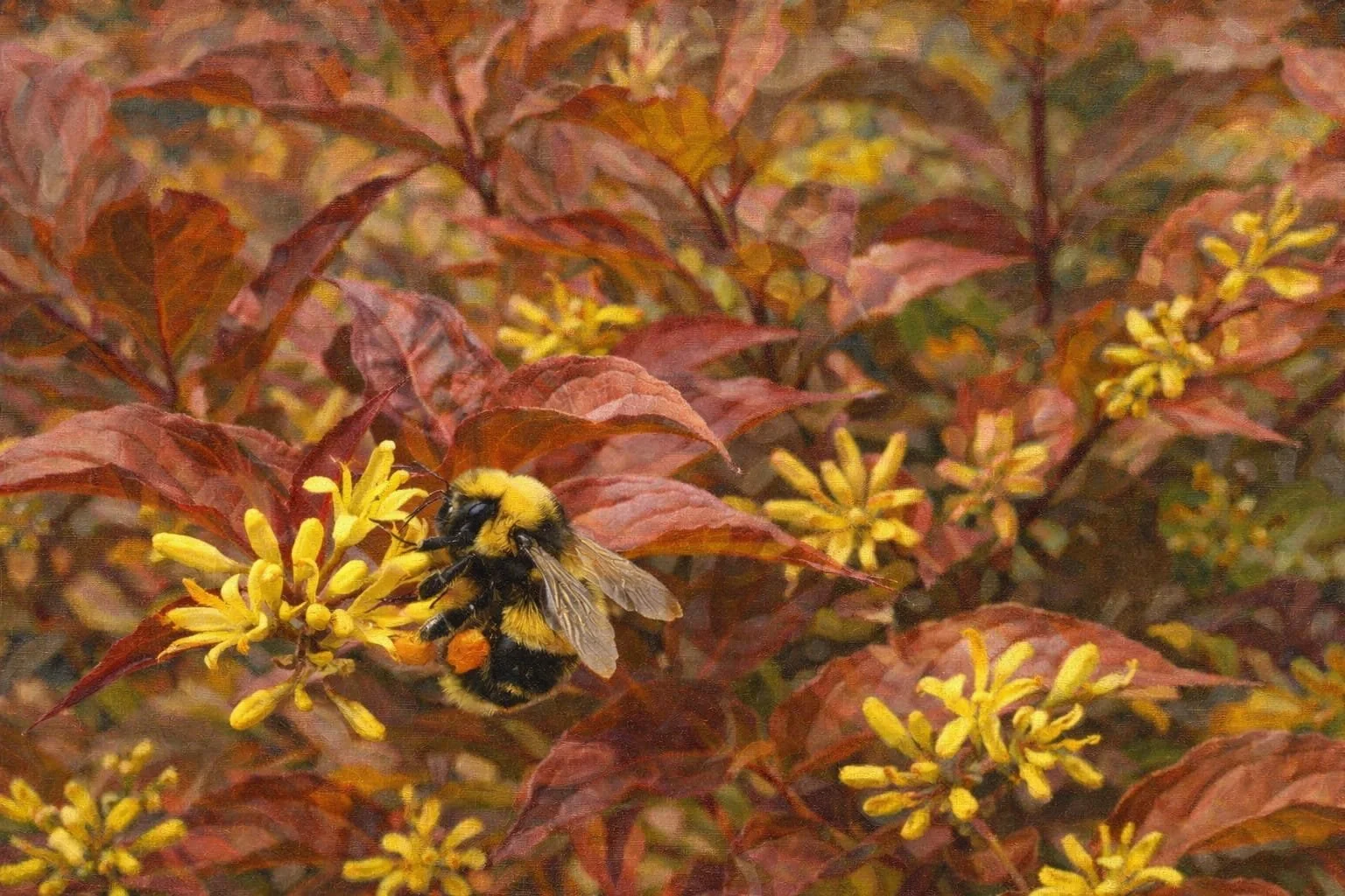 Bush Honeysuckle  ‘Copper’ Bush' | Diervilla lonicera 3 gallon 18-24'' tall