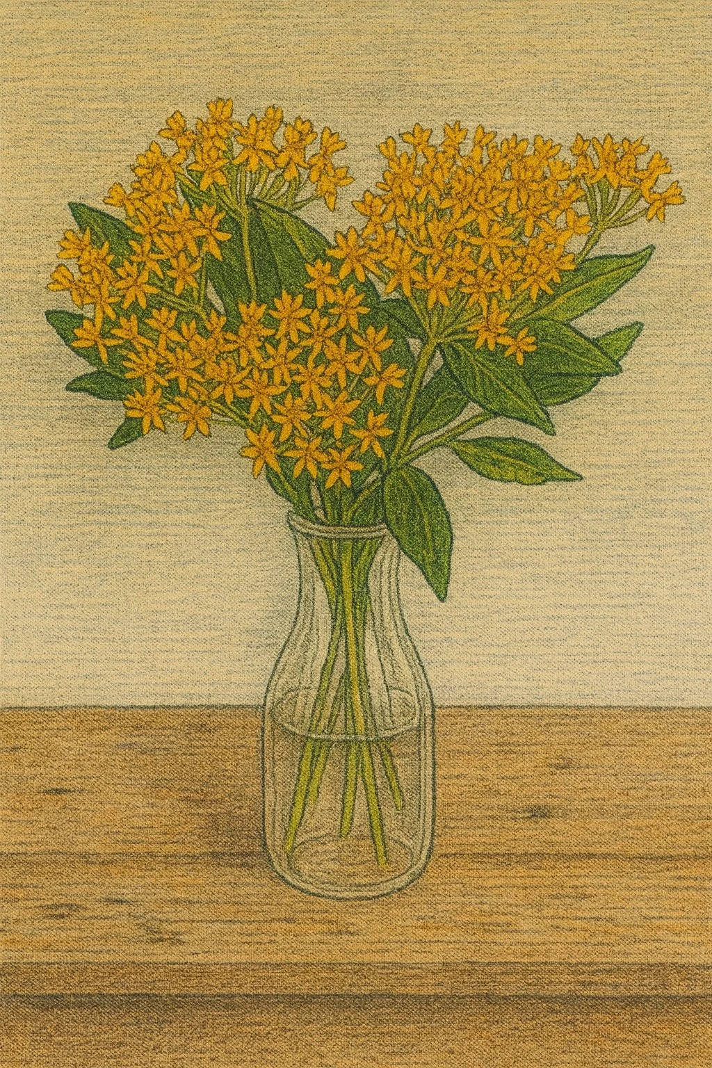 Butterfly Weed 'Hello Yellow' | Asclepias tuberosa 1 gallon