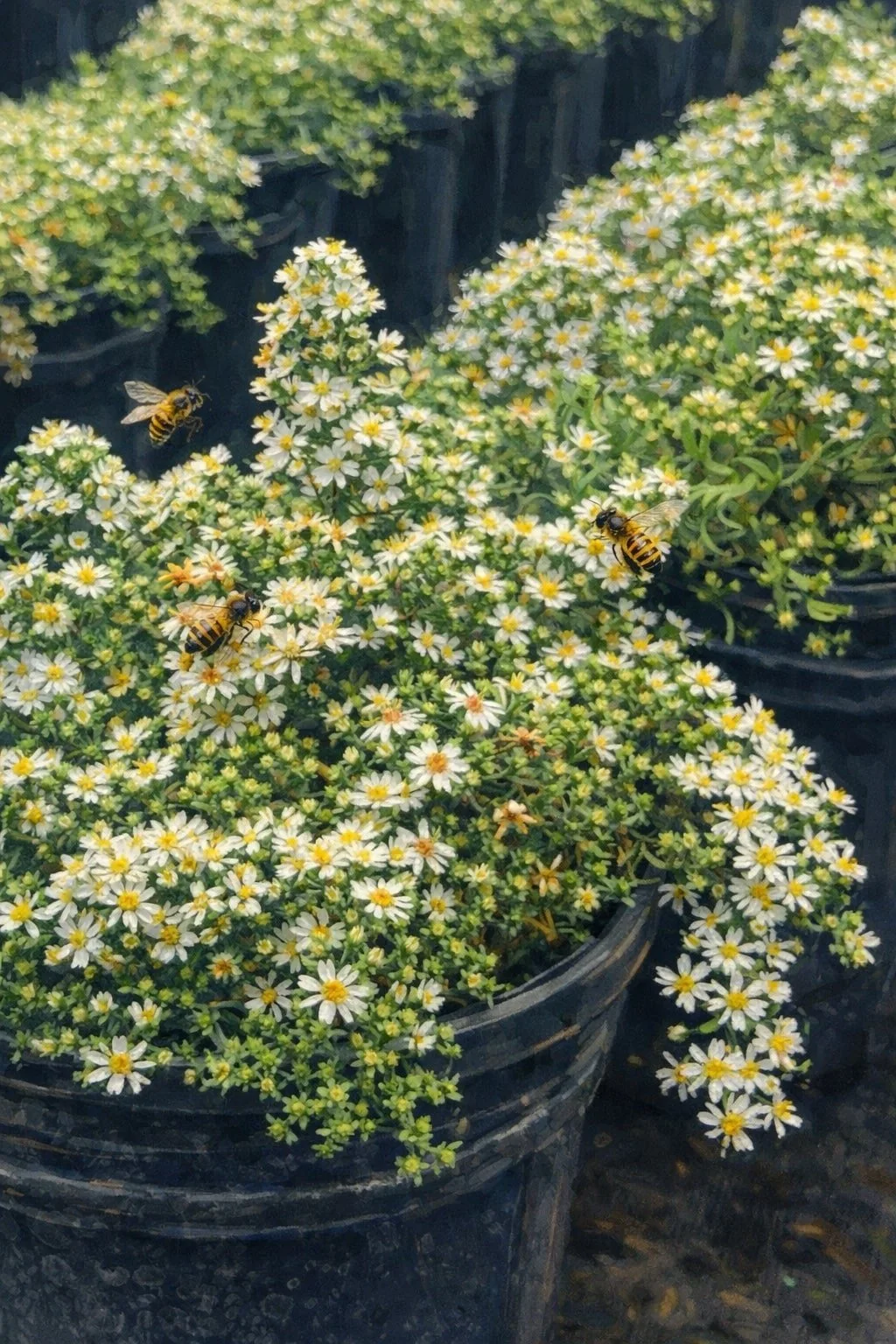 Heath Aster 'Snow Flurry' | Aster ericoides 1 gallon