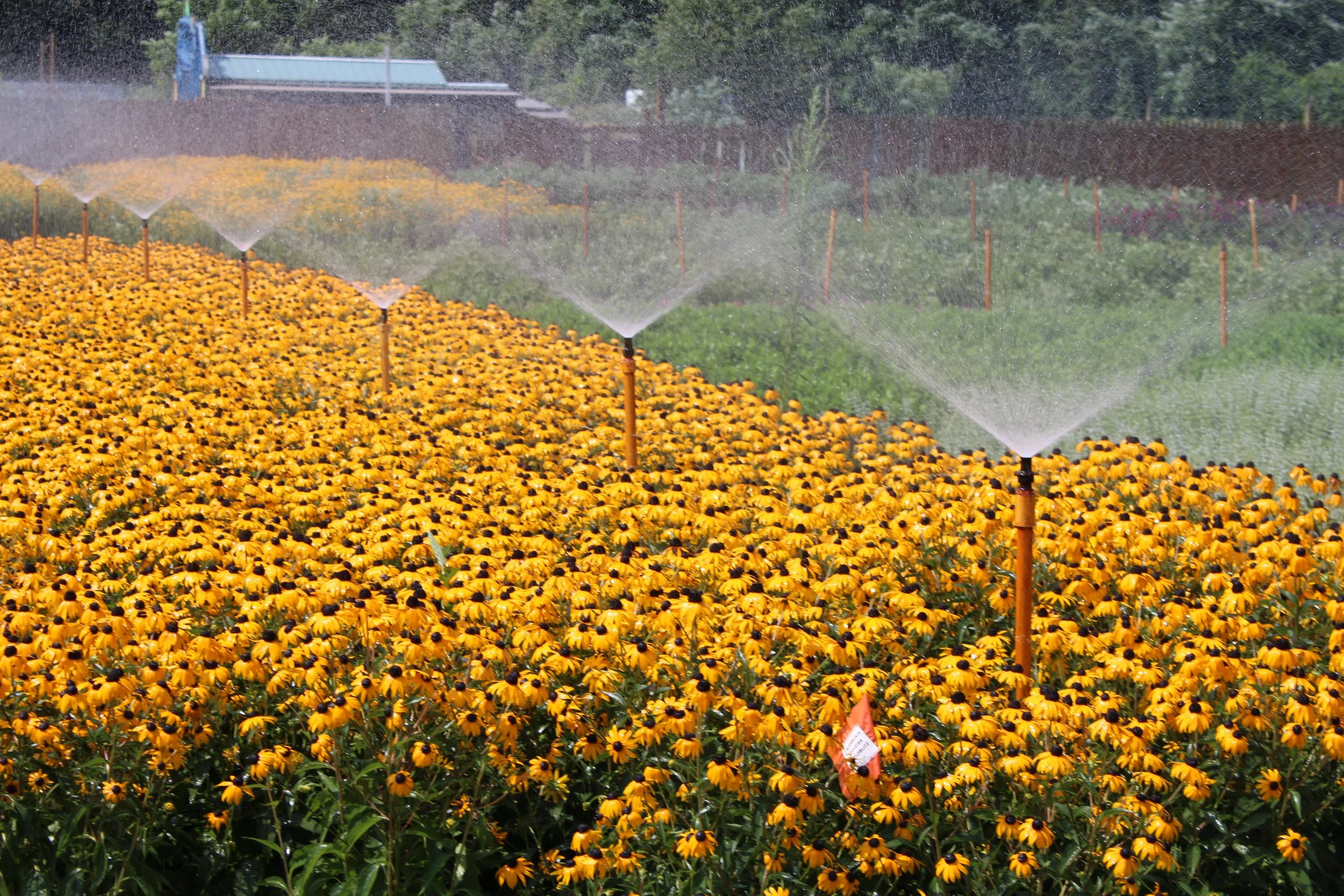 Field of yellow flowers being watered by sprinklers on a farm.