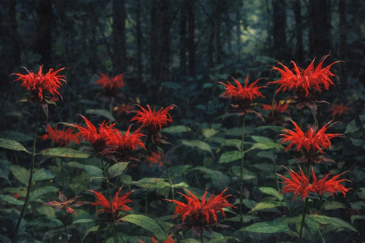 Scarlet Bee Balm | Monarda didyma 1 gallon