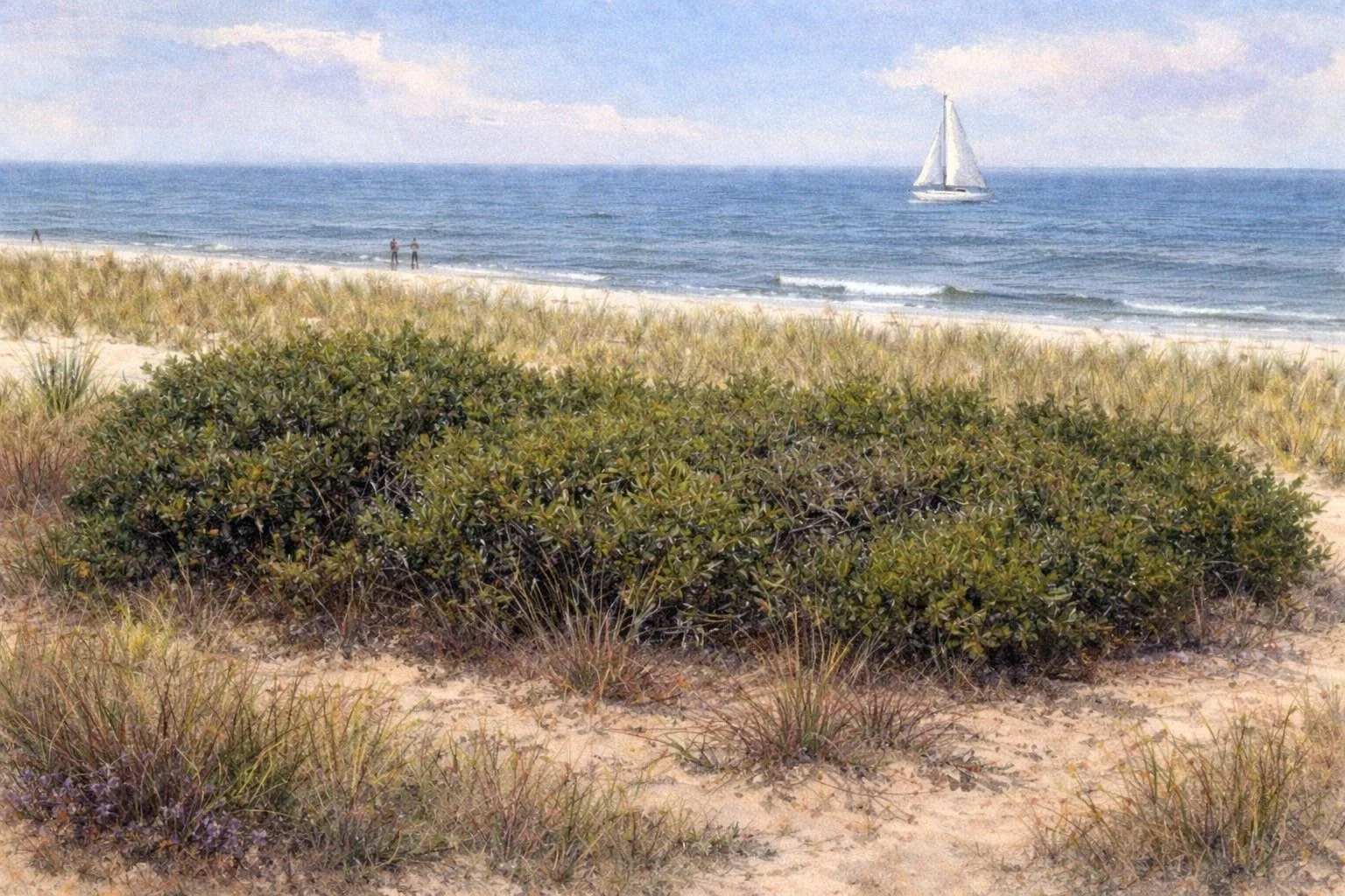 Northern Bayberry | Myrica pensylvanica 3 gallon 12-15'' + tall