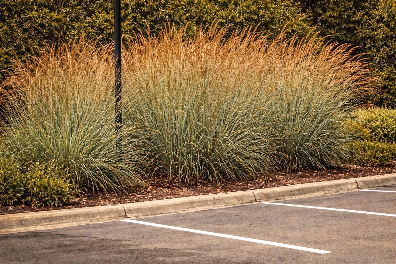 Indiangrass ‘Indian Steel’ | Sorghastrum nutans 2 gallon