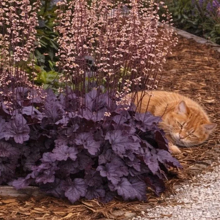 Heuchera micrantha ‘Palace Purple’ 1 gallon