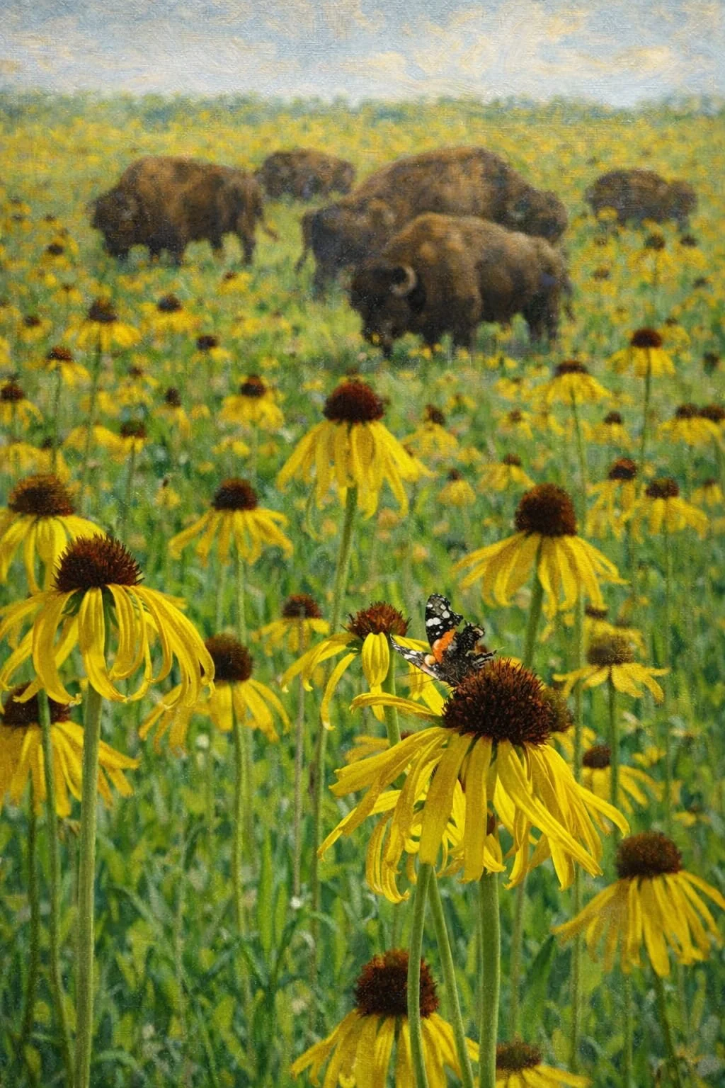 Yellow Coneflower | Echinacea paradoxa 1 gallon