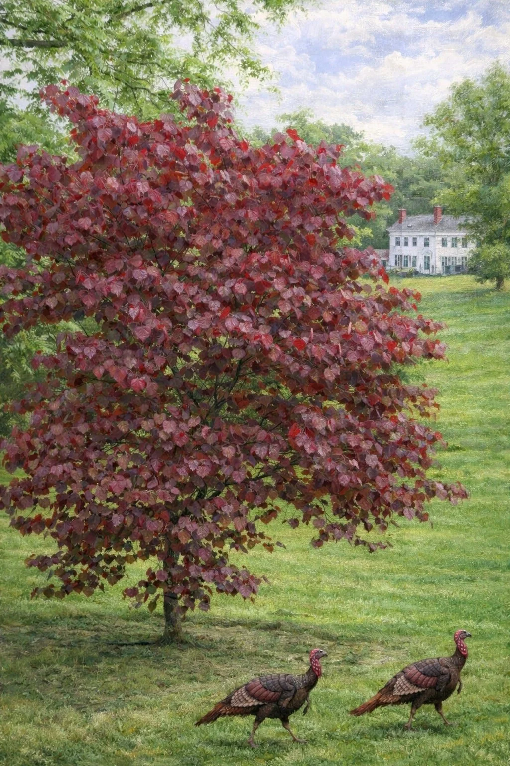 Eastern Redbud ‘Forest Pansy’| Cercis canadensis 10 gallon 6-7' tall