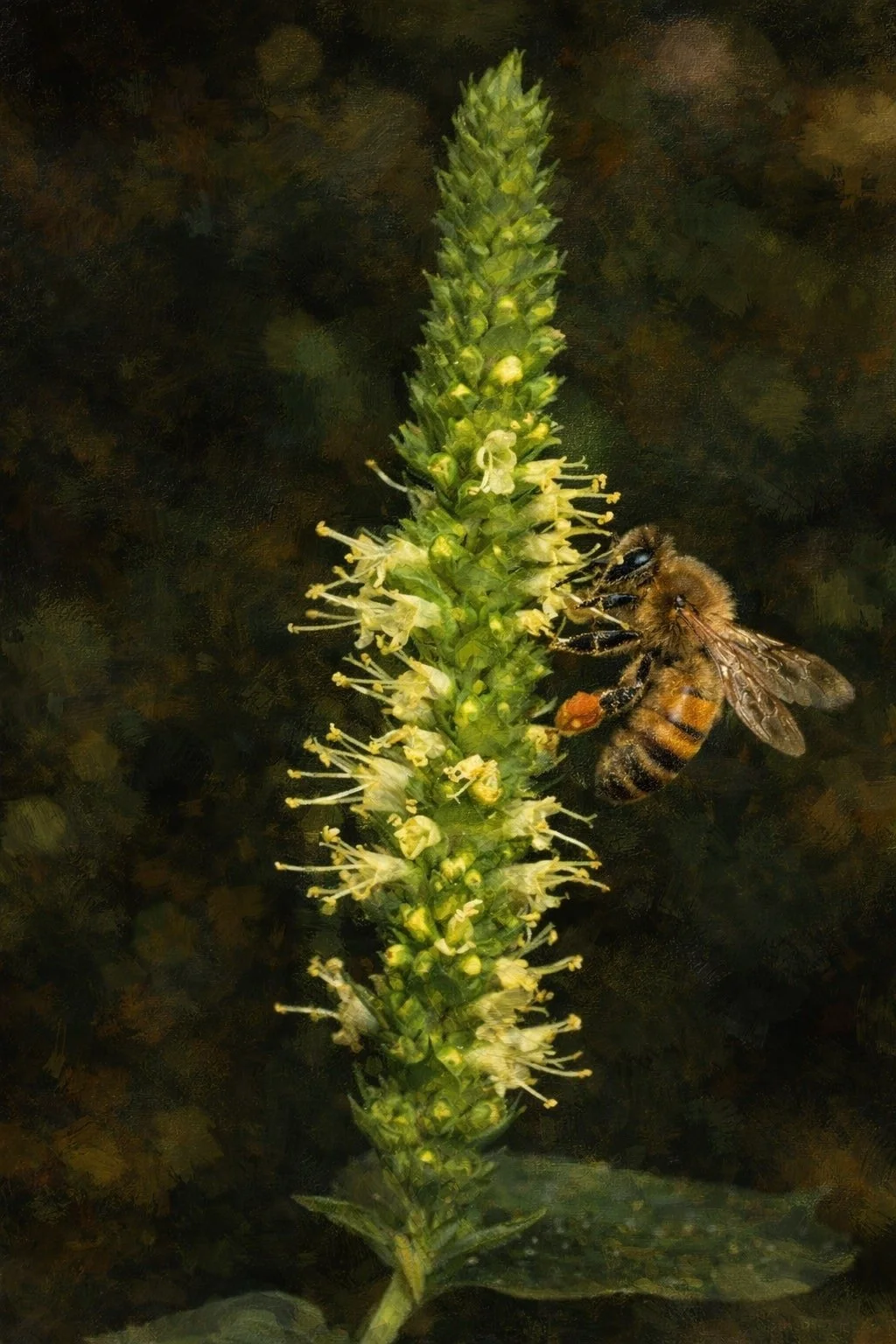 Yellow Giant Hyssop | Agastache nepetoides 1 gallon