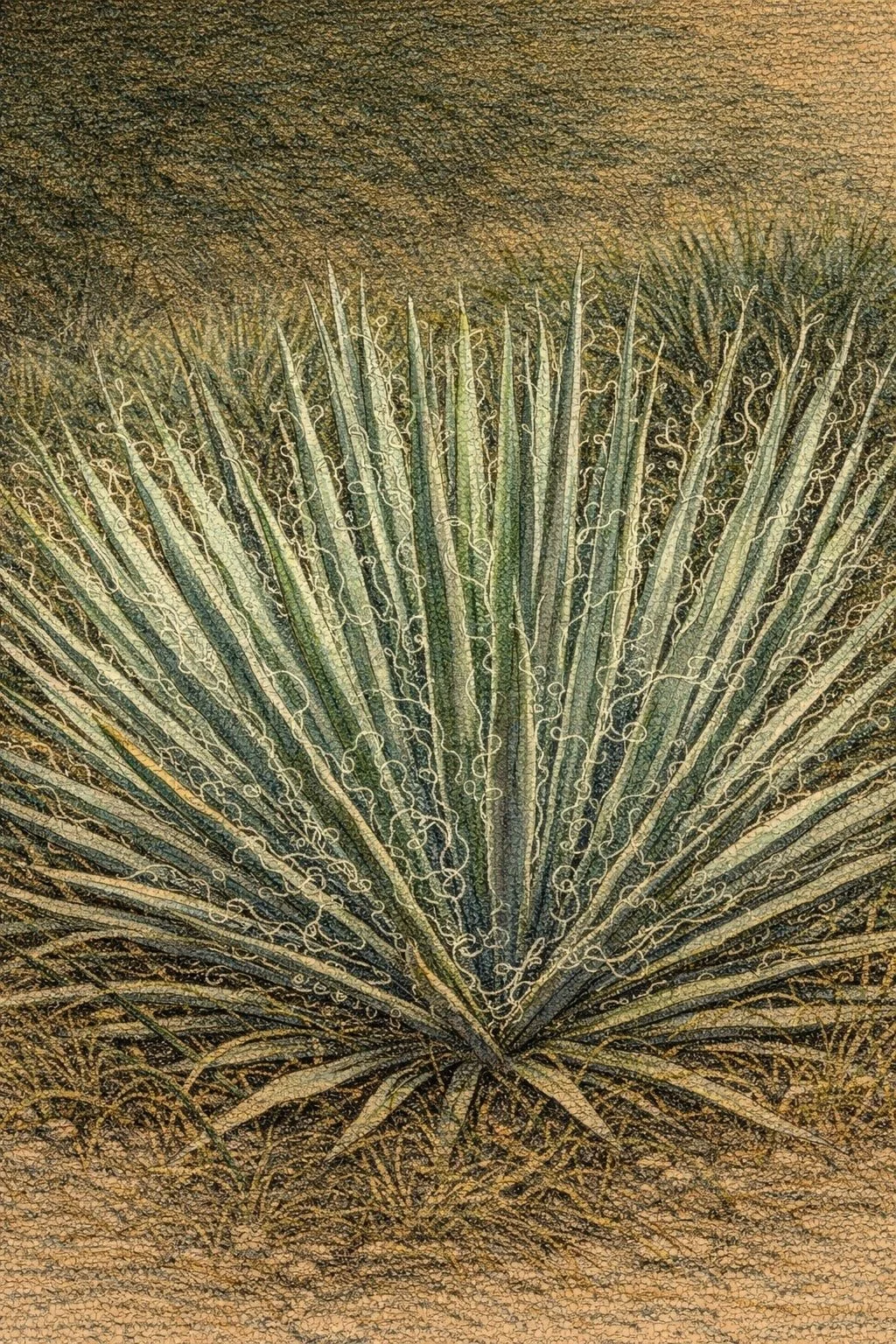 Yucca 'Excalibur’ | Yucca filamentosa 3 gallon 18-24'' tall