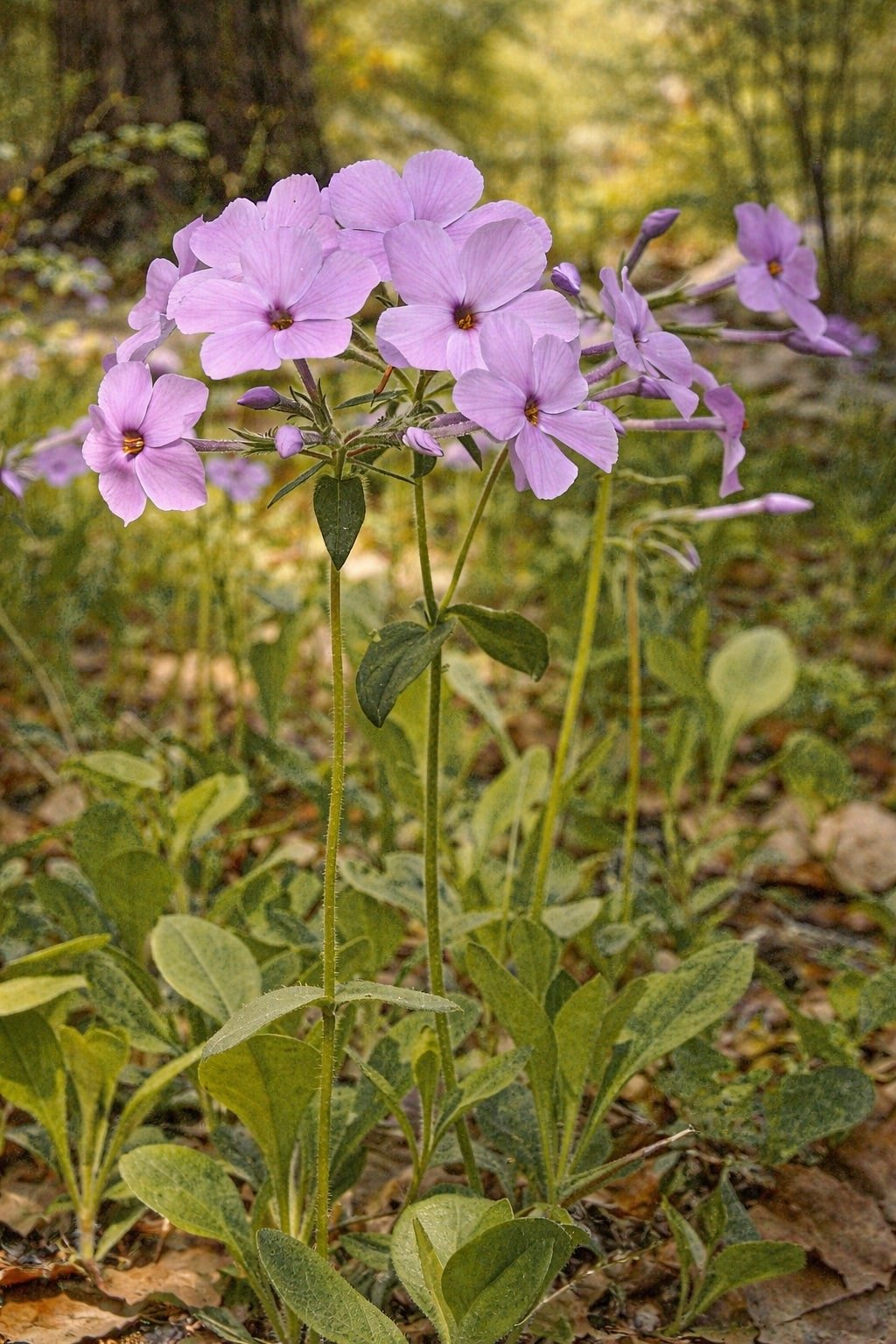 purple-creeping-phlox-sherwood-purple-phlox-subulata-native-perennial-1-gallon-main.jpg