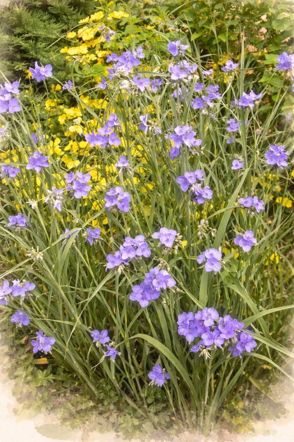 Ohio Spiderwort | Tradescantia ohiensis 1 gallon