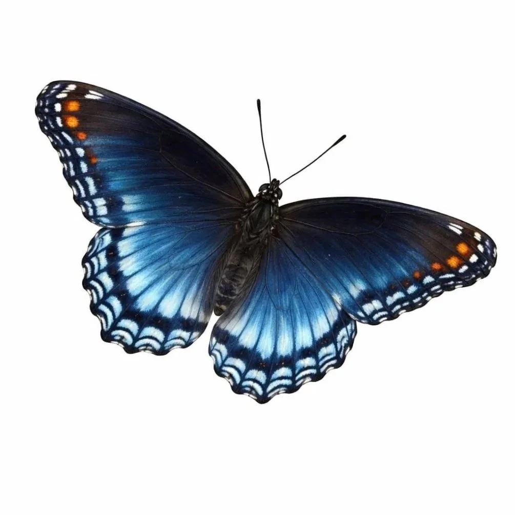 Blue and black butterfly with orange and white spots on its wings.