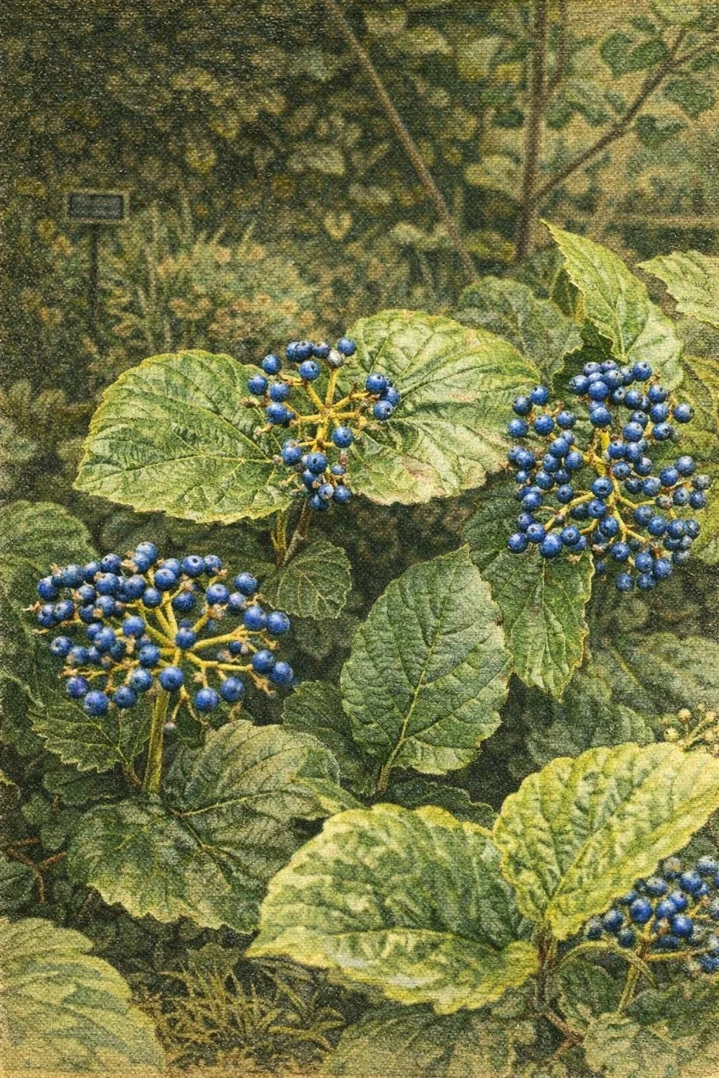 arrowwood-viburnum-blue-muffin-native-shrub.jpg
