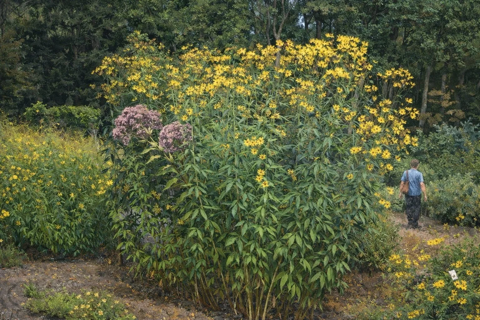 Tall Coreopsis | Coreopsis tripteris 1 gallon