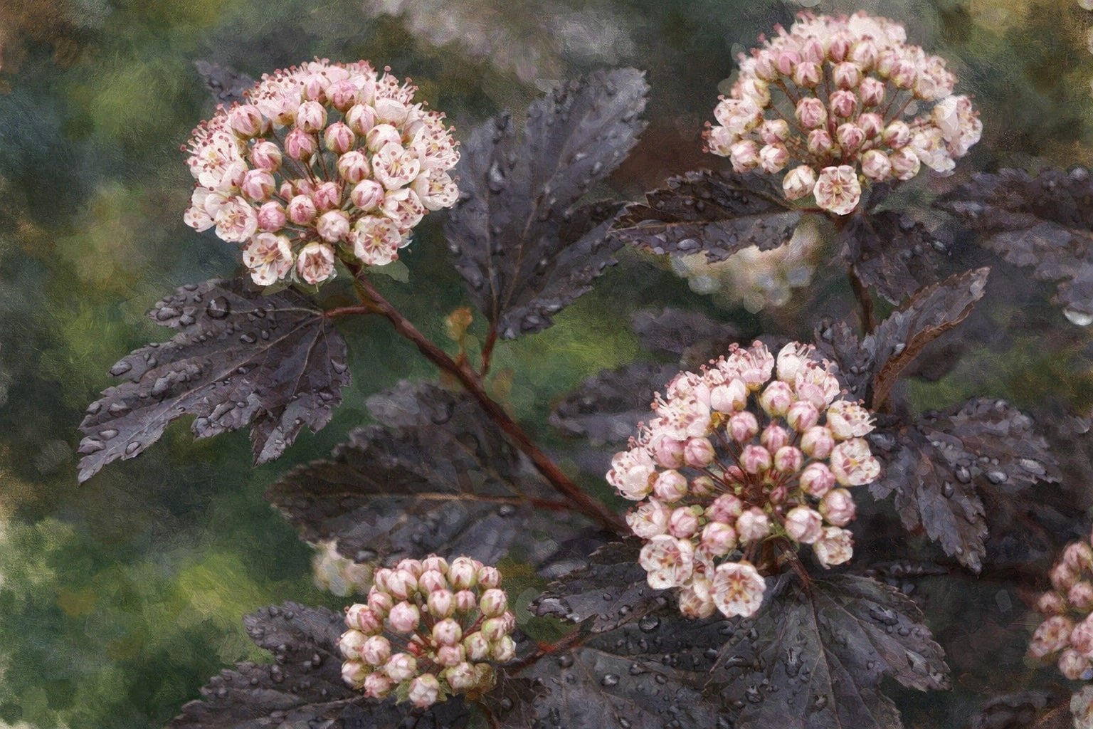 ninebark-summer-wine-physocarpus-opulifolius-native-perennial-3-gallon-close-up.jpg