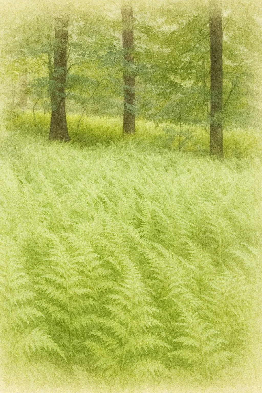 12 Hay-scented Fern Package | Dennstaedtia punctilobula  ( 12 quart size plants)