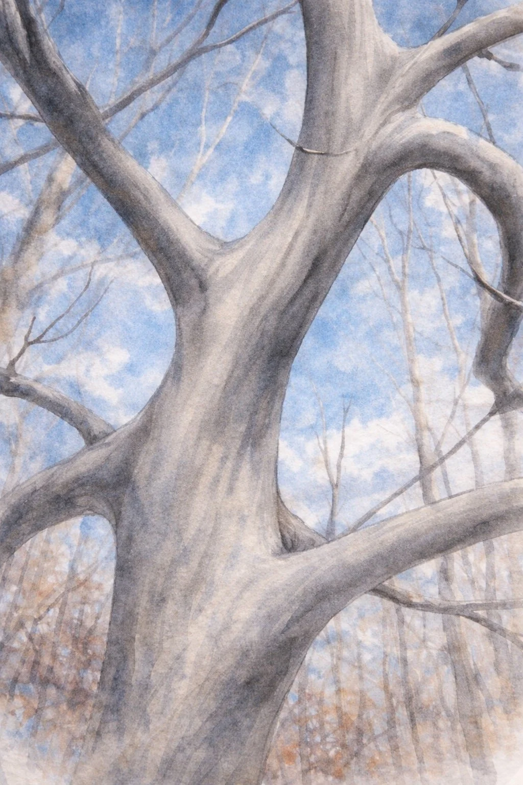 American Hornbeam | Carpinus caroliniana 20 gallon 8-10' tall (1.25''-1.5'' cal)