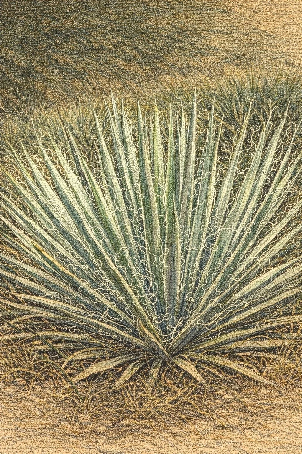 yucca-filamentosa-excalibur-native-yucca-plant.jpg