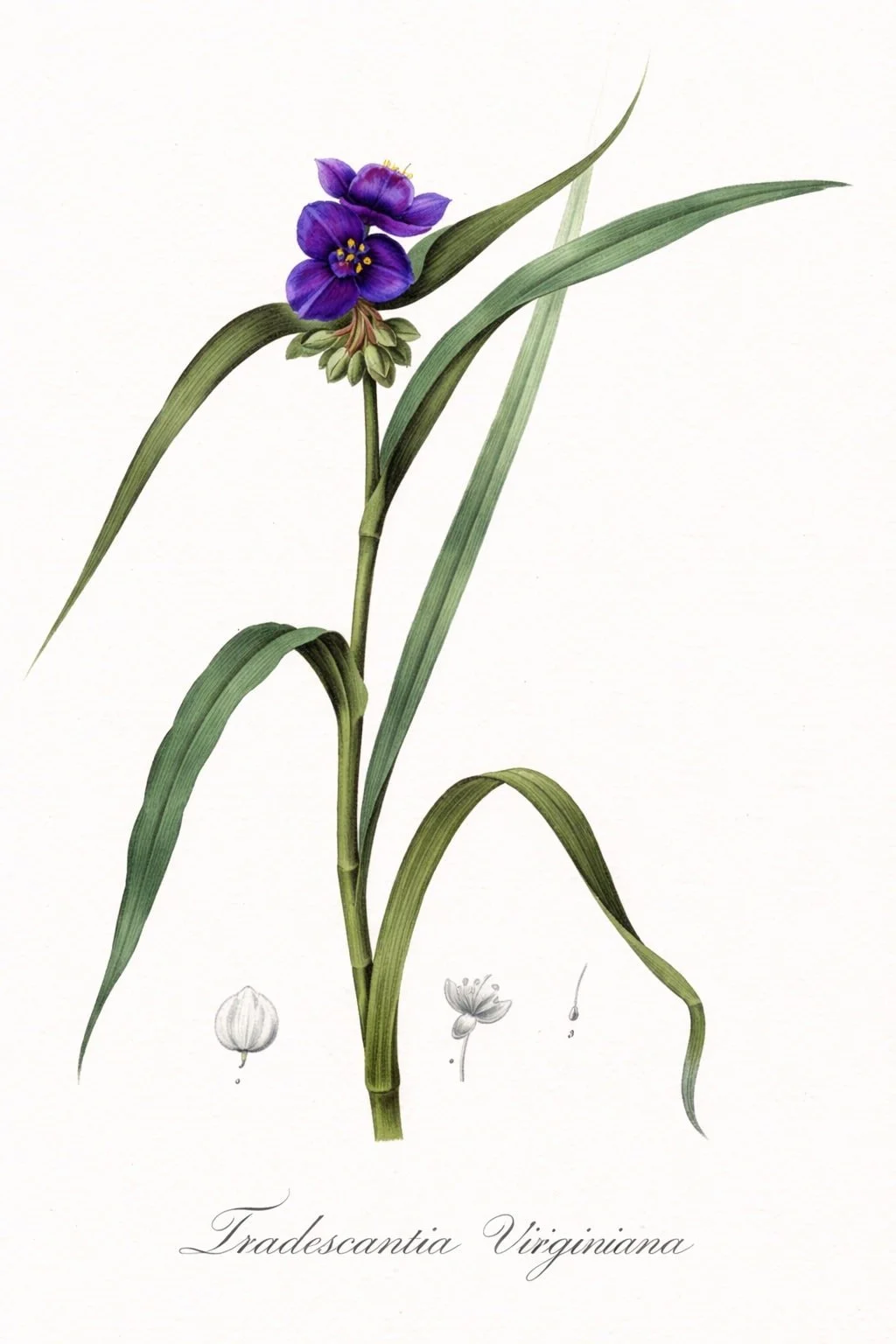 Virginia Spiderwort | Tadescantia virginiana 1 gallon