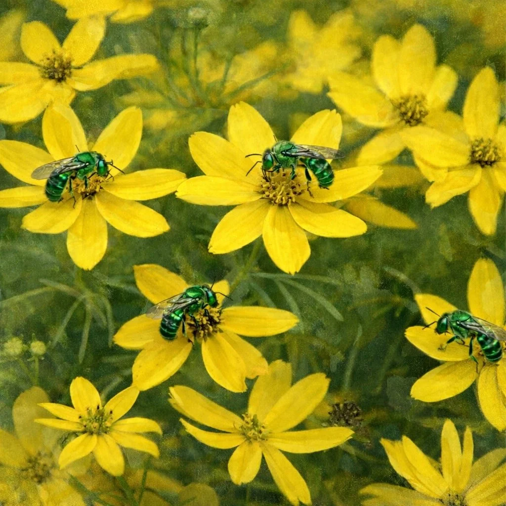 coreopsis-zagreb-coreopsis-verticillata-native-perennial-1-gallon-garden.jpg