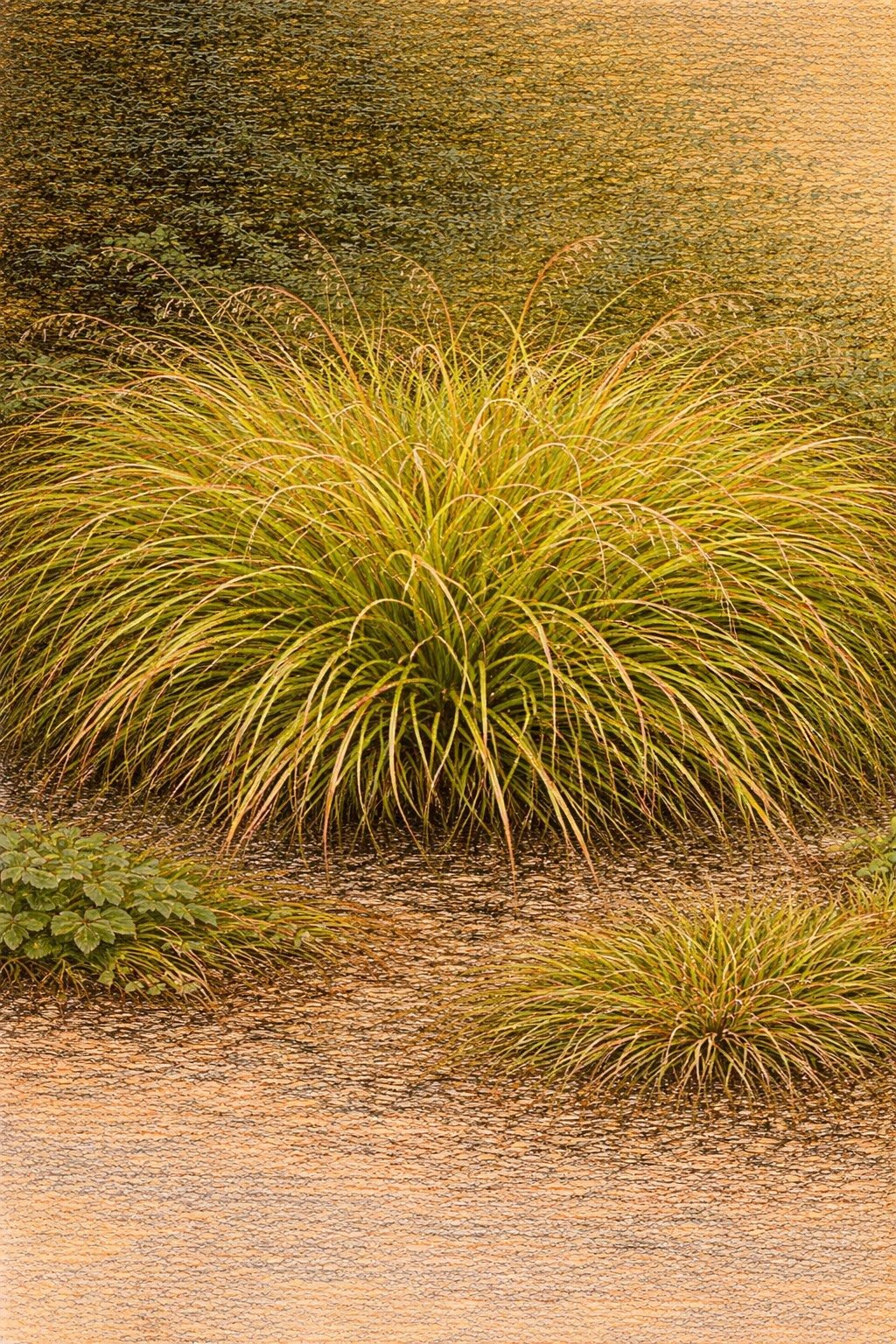 12 Cherokee Sedge Package | Carex cherokeensis  (12 quart size plants)