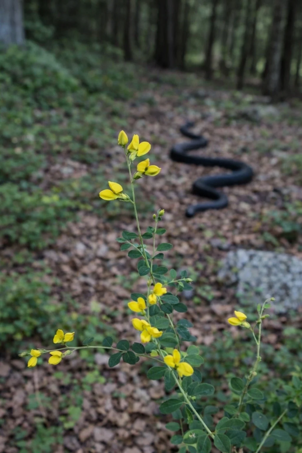 Smell Yellow Wild Indigo | Baptisia tinctoria 1 gallon