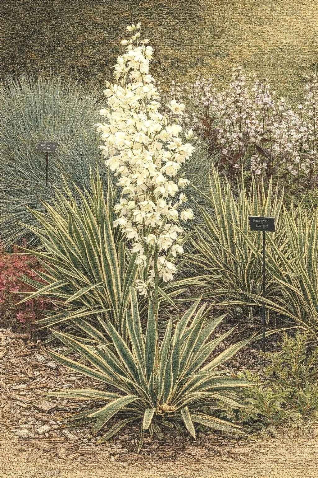 yucca-filamentosa-bright-edge-variegated-native-yucca.jpg